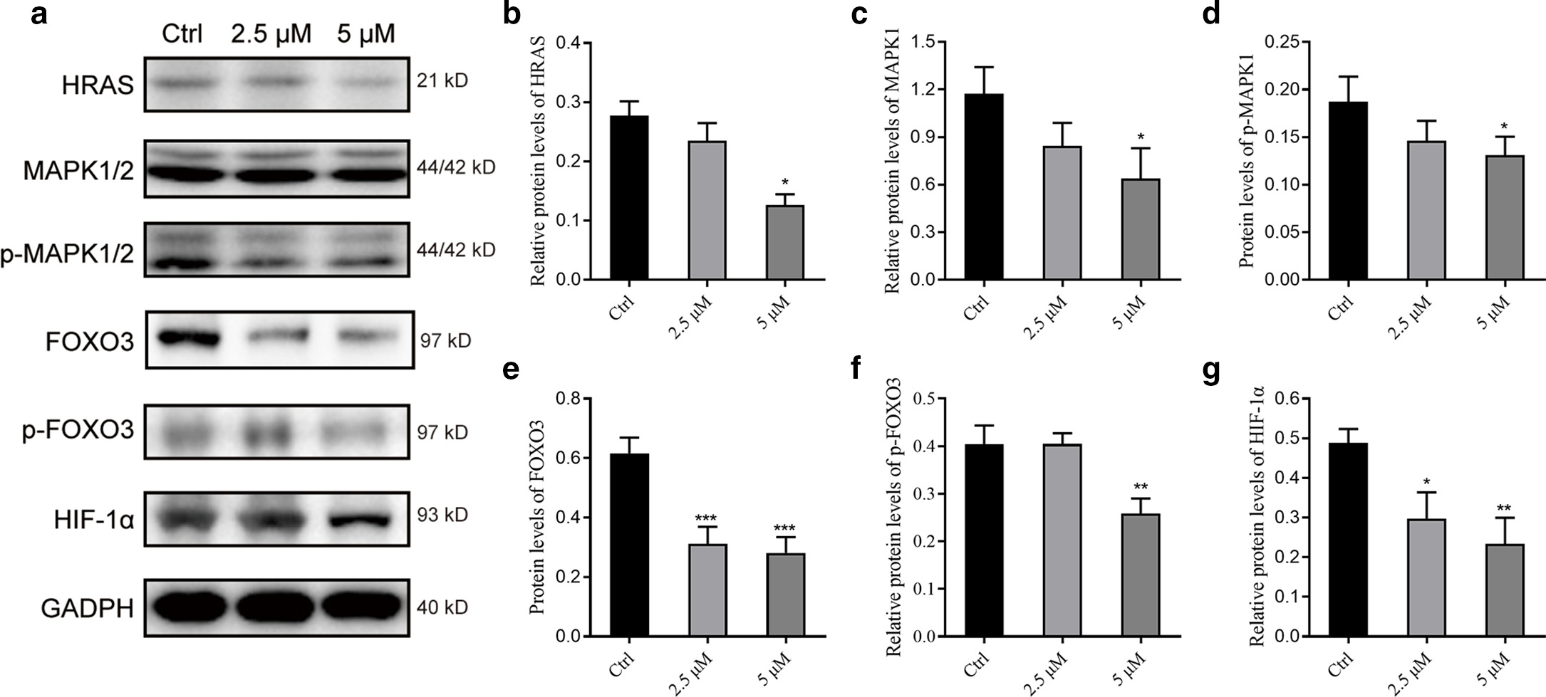 Fig. 8 
            Effect of berberine on the expression of core proteins in forkhead box O (FOXO) and hypoxia-inducible factor 1 (HIF-1) signalling pathway. a) Western blot-related bands of related proteins. b) to g) Bar charts representing the relative quantitative results of HRAS, mitogen-activated protein kinase 1 (MAPK1), p-MAPK1, FOXO3, p-FOXO3, and HIF-1 α protein expression levels in turn (*p < 0.05, **p < 0.01, ***p < 0.001; n = 3). GADPH, glyceraldehyde 3-phosphate dehydrogenase.
          