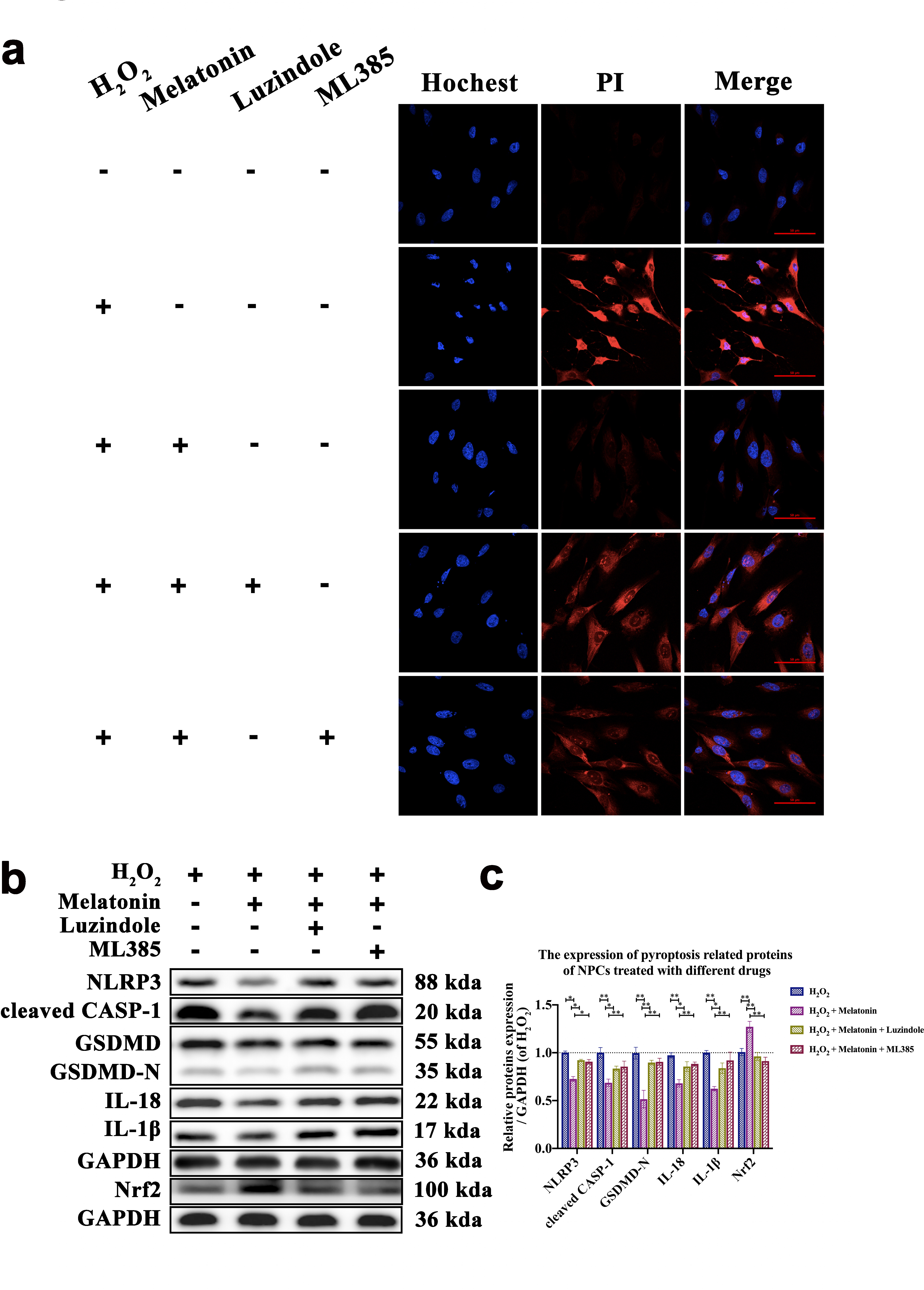 Fig. 3 
            Pyroptosis-related indexes of nucleus pulposus cells (NPCs) treated with different drugs. a) The Hochest33342/propidium iodide (PI) double staining of NPCs treated with different drugs (magnification: ×600, scale bar = 50 μm). b) Expression of pyroptosis-related proteins of NPCs treated with different drugs was detected by Western blot analysis. c) The panel showed the gray histogram of the Western blot analysis. *p＜0.05, **p < 0.01, . CASP-1, caspase-1; GAPDH, glyceraldehyde 3-phosphate dehydrogenase; GSDMD-N, N-terminal fragment of gasdermin D; IL, interleukin; NLRP3, pyroptosis-related proteins NLR family pyrin domain containing 3; Nrf2, nuclear factor erythroid 2-related factor 2.
          