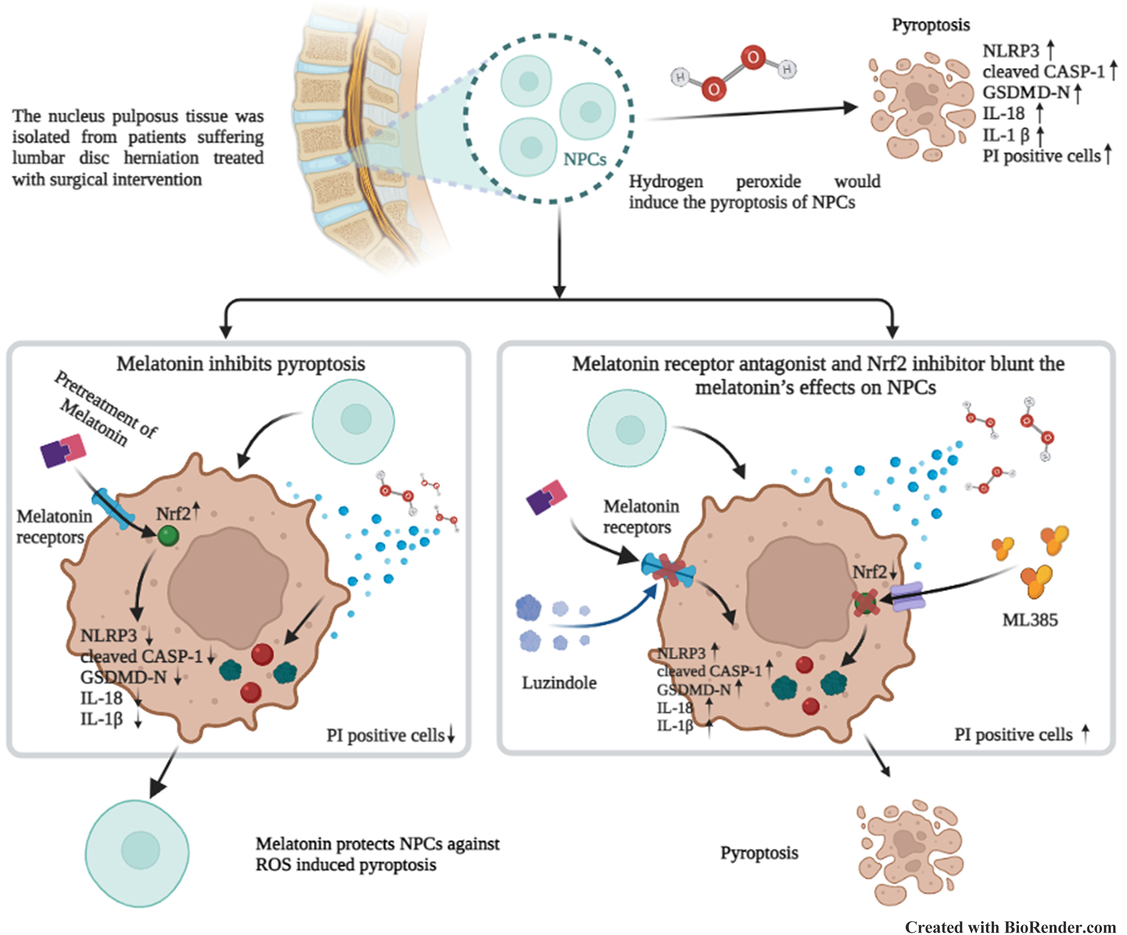 Fig. 4 
            Hydrogen peroxide induces the pyroptosis of nucleus pulposus cells (NPCs), and melatonin protects NPCs against reactive oxygen species (ROS)-induced pyroptosis by upregulating the transcription factor Nrf2 via melatonin receptors. CASP-1, caspase-1; GSDMD-N, N-terminal fragment of gasdermin D; IL, interleukin; NLRP3, NLR family pyrin domain containing 3; Nrf2, nuclear factor erythroid 2–related factor 2; PI, propidium iodide.
          