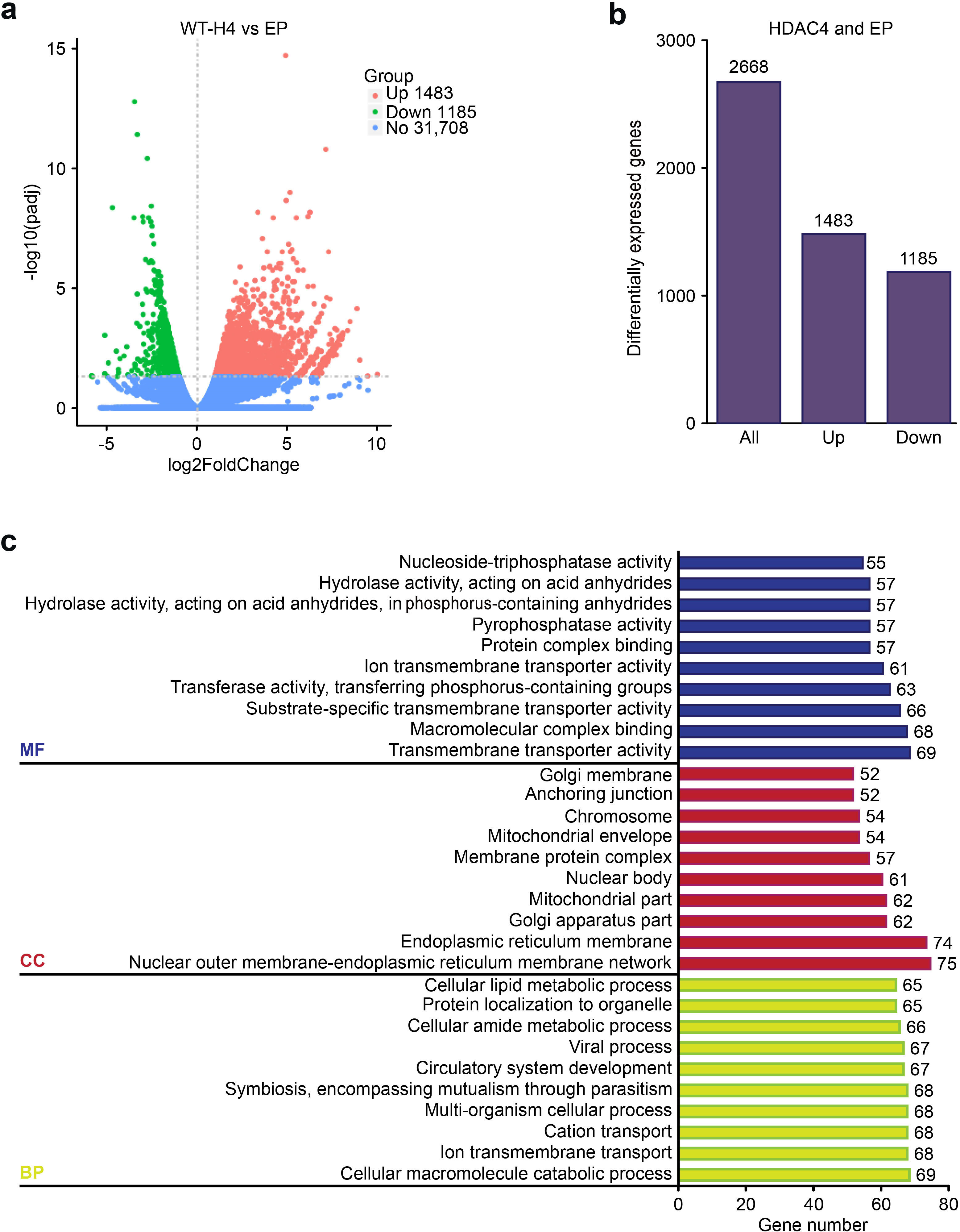 Fig. 3 
            a) Volcano plot of the differentially expressed genes (DEGs) for empty adenovirus (EP) versus histone deacetylase 4 (HDAC4, wild-type (WT)-H4). The genes that were found to be statistically significant (false discovery rate ≤ 0.05) are highlighted. b) The bar chart shows the total DEGs, upregulated DEGs, and downregulated DEGs. c) Gene Ontology (GO) functional enrichment analysis of DEGs with or without HDAC4. BP, biological process; CC, cell component; MF, molecular function.
          