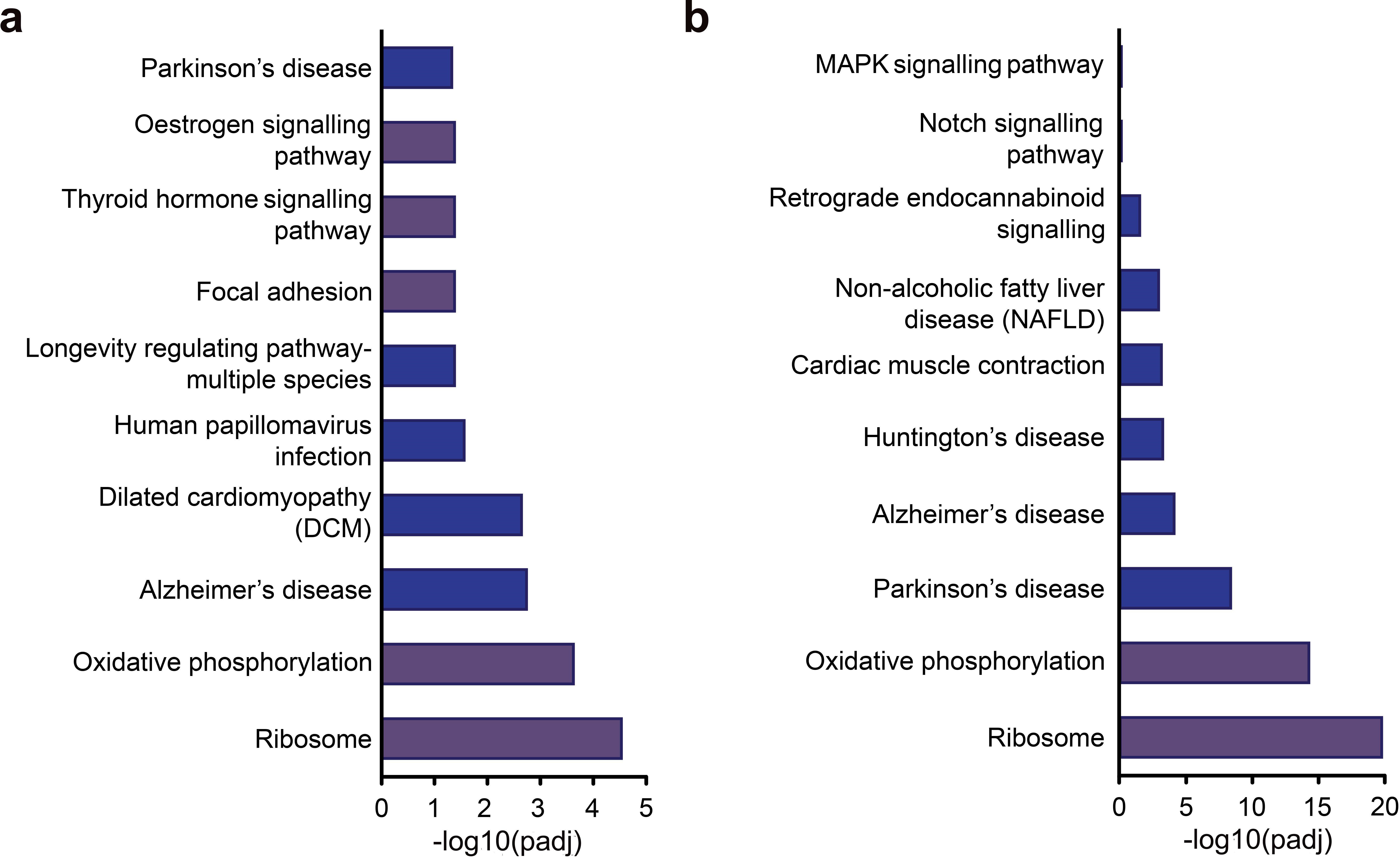 Fig. 4 
            a) Kyoto Encyclopedia of Genes and Genomes (KEGG) pathway enrichment analysis of differentially expressed genes (DEGs) with or without histone deacetylase 4 (HDAC4). b) KEGG pathway enrichment analysis of upregulated DEGs with or without HDAC4. MAPK, mitogen-activated protein kinase; padj, p-adjusted.
          