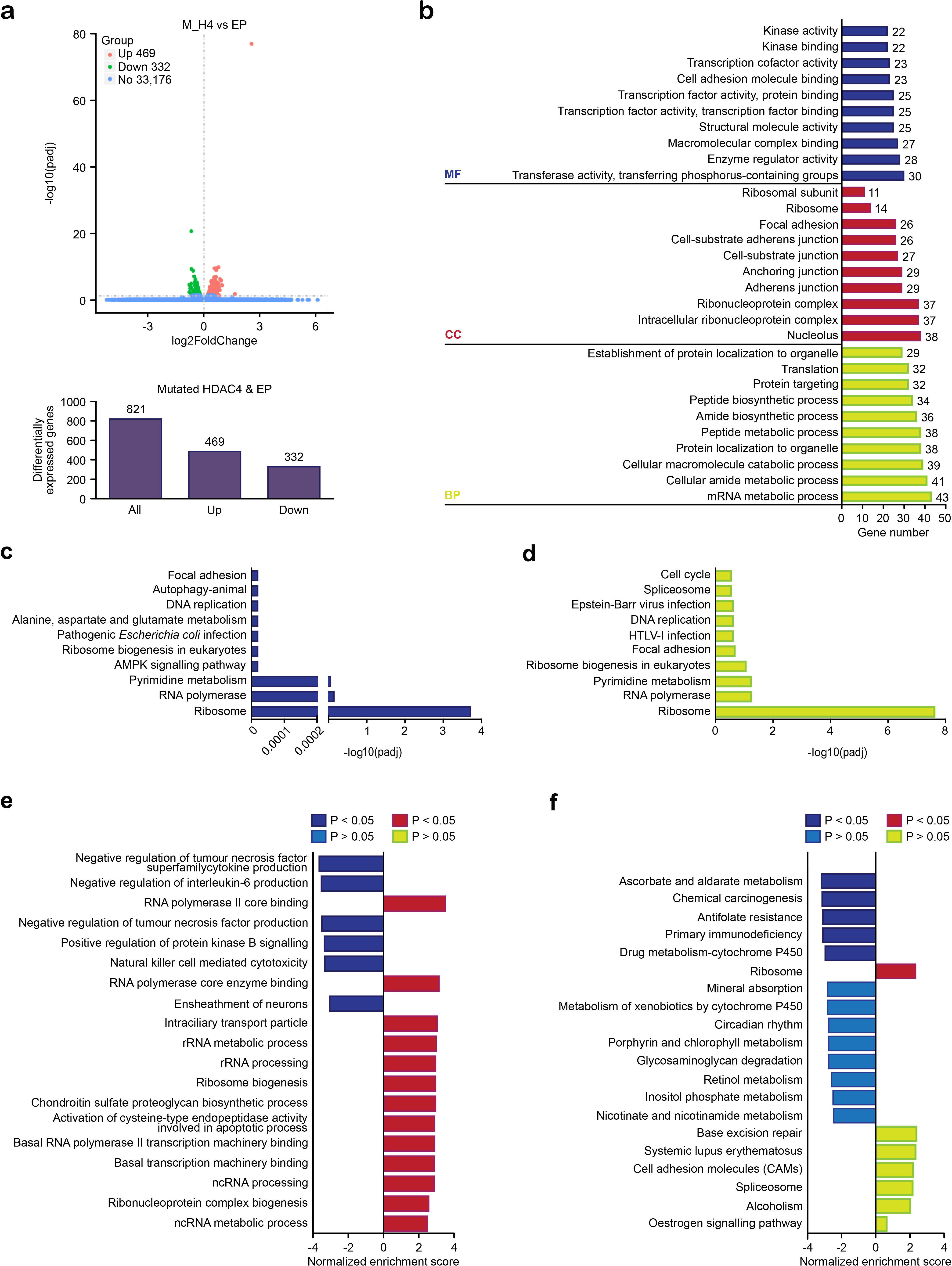 Fig. 5 
            a) Volcano plot of the differentially expressed genes (DEGs) for empty adenovirus (EP) versus mutated histone deacetylase 4 (M_H4). The genes that were found to be statistically significant (false discovery rate ≤ 0.05) are highlighted; the bar chart shows the total DEGs, upregulated DEGs, and downregulated DEGs. b) Gene Ontology (GO) functional enrichment analysis of DEGs with or without mutated HDAC4. c) Kyoto Encyclopedia of Genes and Genomes (KEGG) pathway enrichment analysis of DEGs between the EP and mutated HDAC4 groups. d) KEGG pathway enrichment analysis of upregulated DEGs between the EP and mutated HDAC4 groups. e) Gene set enrichment analysis (GSEA) based on GO enrichment analysis showed the upregulated (red) and downregulated pathways (blue) comparing the mutated HDAC4 and EP groups. f) GSEA based on KEGG enrichment analysis comparing the mutated HDAC4 and EP groups. AMPK, AMP-activated protein kinase; BP, biological process; CC, cellular component; HTLV-I, human T-lymphotropic virus type 1; MF, molecular function; mRNA, messenger RNA; ncRNA, non-coding RNA; padj, p-adjusted; rRNA, ribosomal RNA.
          