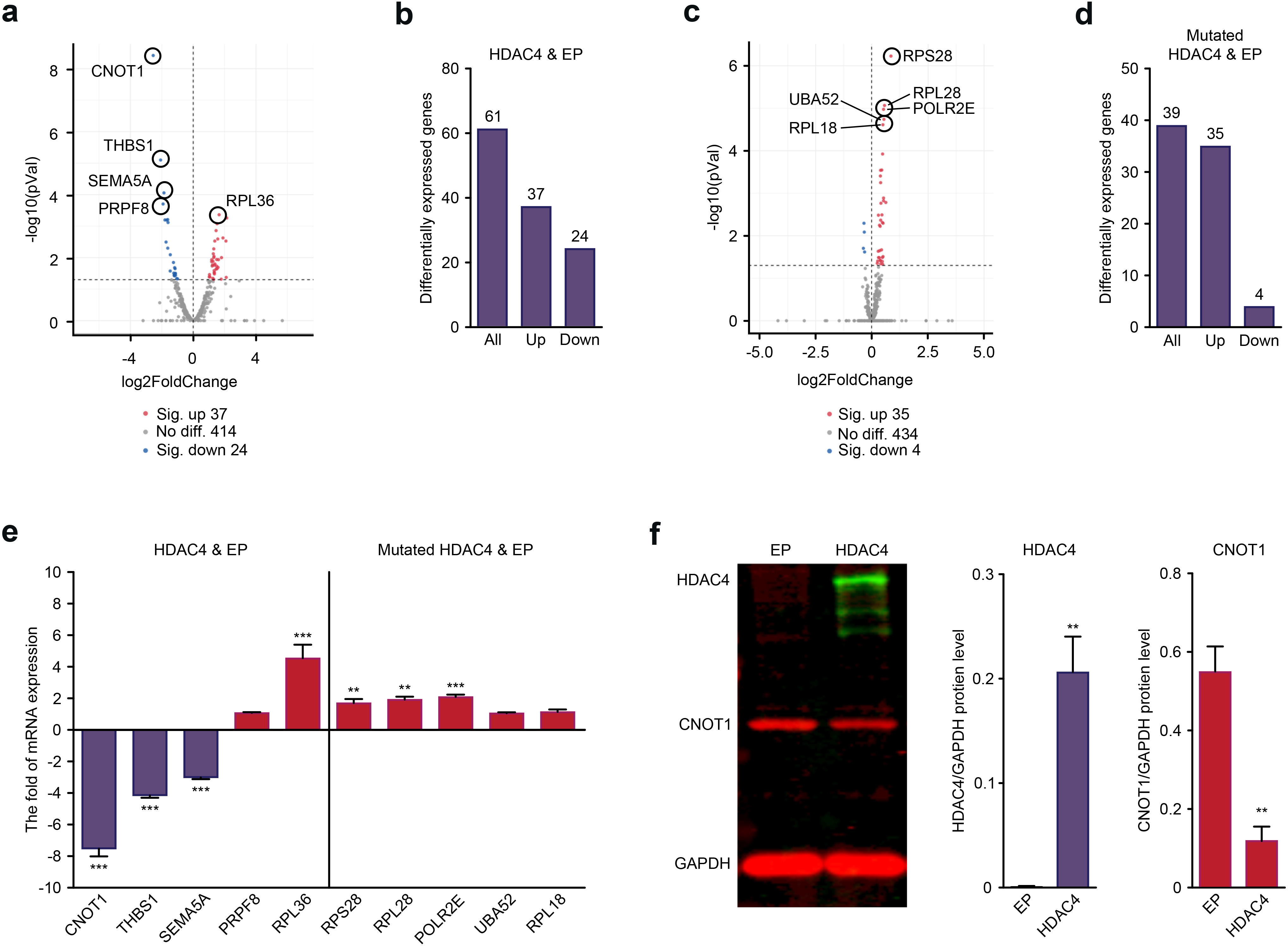 Fig. 6 
            a) Volcano plots showing the differentially expressed genes (DEGs) of the ribosome pathway in the histone deacetylase 4 (HDAC4) groups and the genes that were found to be statistically significant (false discovery rate (FDR) ≤ 0.05). b) All DEGs, upregulated genes, and downregulated genes. c) Volcano plots showing the DEGs of the ribosome pathway in the HDAC4 groups, the genes that were found to be statistically significant (FDR ≤ 0.05). d) All DEGs, upregulated genes, and downregulated genes. e) Validation of the top ten genes by polymerase chain reaction (PCR) (n = 6). f) Validation of the top gene (CNOT1) by Western blotting (n = 3). The data are expressed as the mean (standard deviation). **p < 0.01, ***p < 0.001. GAPDH, glyceraldehyde 3-phosphate dehydrogenase.
          