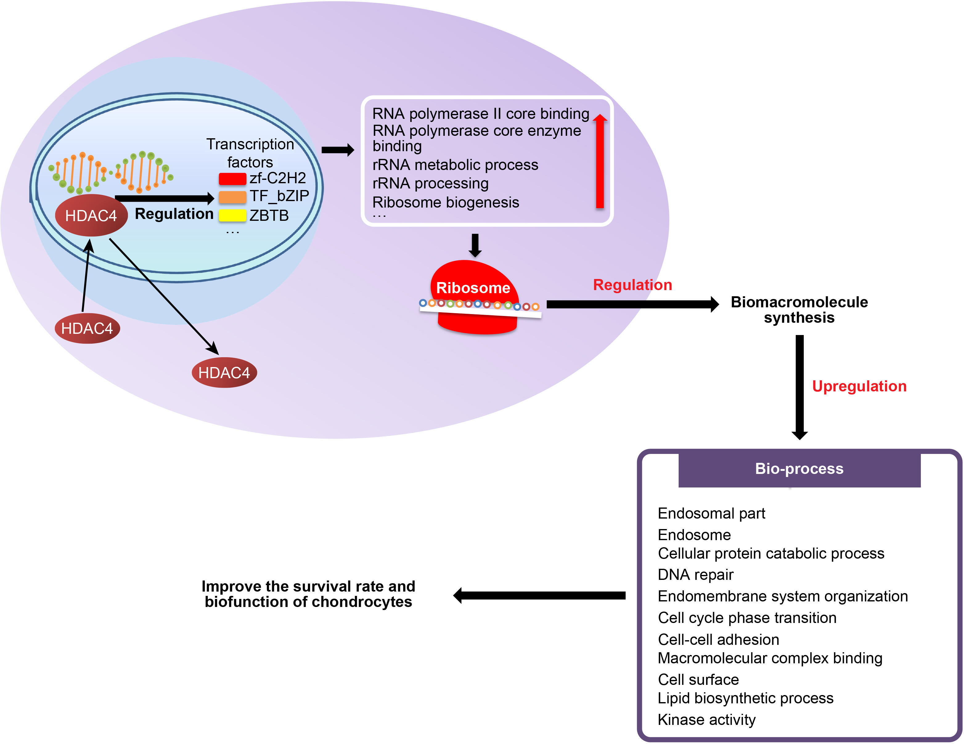 Fig. 8 
          Hypothesis schematic of the molecular mechanism by which histone deacetylase 4 (HDAC4) improves the survival rate and biological function of chondrocytes. rRNA, ribosomal RNA; TF_bZIP, transcription factor_basic leucine zipper zinc finger; ZBTB, BTB domain; zf-C2H2, zinc finger-C2H2.
        