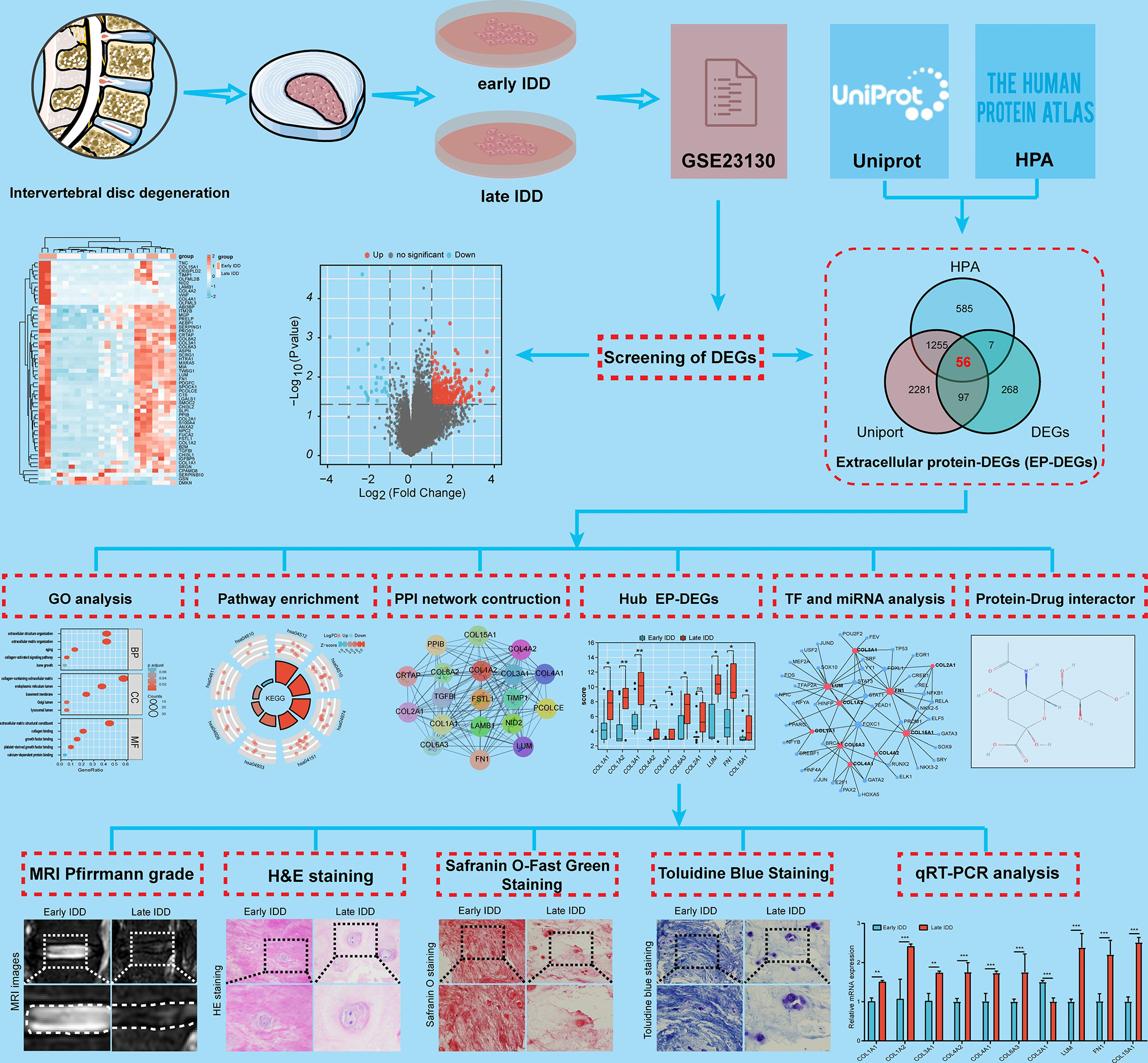 Fig. 1 
          Flowchart of the identification of the key extracellular proteins as potential targets in intervertebral disc degeneration. DEG, differentially expressed gene; EP-DEG, extracellular protein-DEG; GO, Gene Ontology; H&E, haematoxylin and eosin; HPA, Human Protein Atlas; IDD, intervertebral disc degeneration; miRNA, microRNA; PPI, protein-protein interaction; qRT-PCR, quantitative real-time polymerase chain reaction; TF, transcription factor.
        