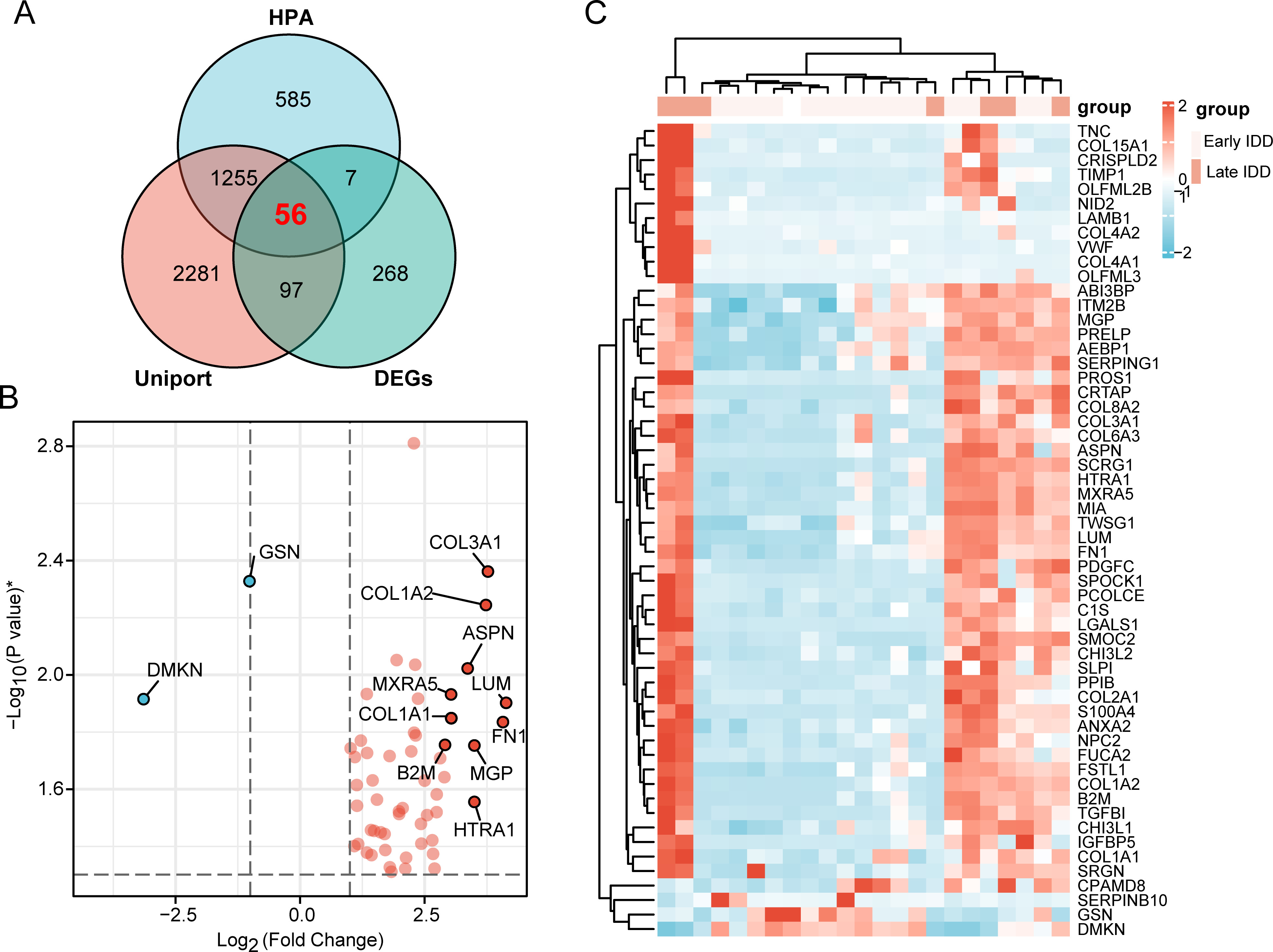 Fig. 3 
            Screening of extracellular protein-differentially expressed genes (EP-DEGs). a) Venn diagram showing 56 EP-DEGs screened by intersecting the genes encoding extracellular proteins and DEGs downloaded from the Human Protein Atlas (HPA) and Uniprot databases. b) Volcano plot of EP-DEGs in the early and late intervertebral disc degeneration (IDD) groups. The red dots indicate upregulation, and the blue dots indicate downregulation. c) Heat map of 56 EP-DEGs with high and low expression. Red represents upregulated, and blue represents downregulated genes. COL1A1, collagen type I alpha 1 chain; LUM, lumican. *Independent-samples t-test.
          