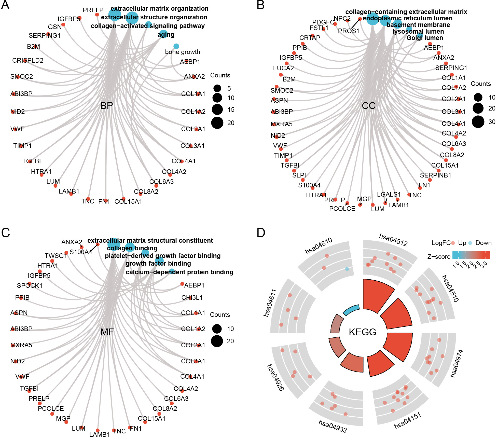 Fig. 4 
            Circle graph of the functional enrichment analysis of extracellular protein-differentially expressed genes (EP-DEGs). a) to c) The circle graph shows the EP-DEGs enriched in the Gene Ontology (GO) categories (BP, CC, and MF). The blue points represent the GO categories; the size of a point indicates the number of genes included. d) The circle graph shows the number of EP-DEGs enriched in Kyoto Encyclopedia of Genes and Genomes (KEGG). The hsa number is the ID value of the KEGG entry. Each column in the inner circle corresponds to an entry, and the higher the column height, the smaller the p-value. The outer circle is the molecule contained in the entry, and different heights represent the logFC. BP, biological process; CC, cellular component; MF, molecular function.
          