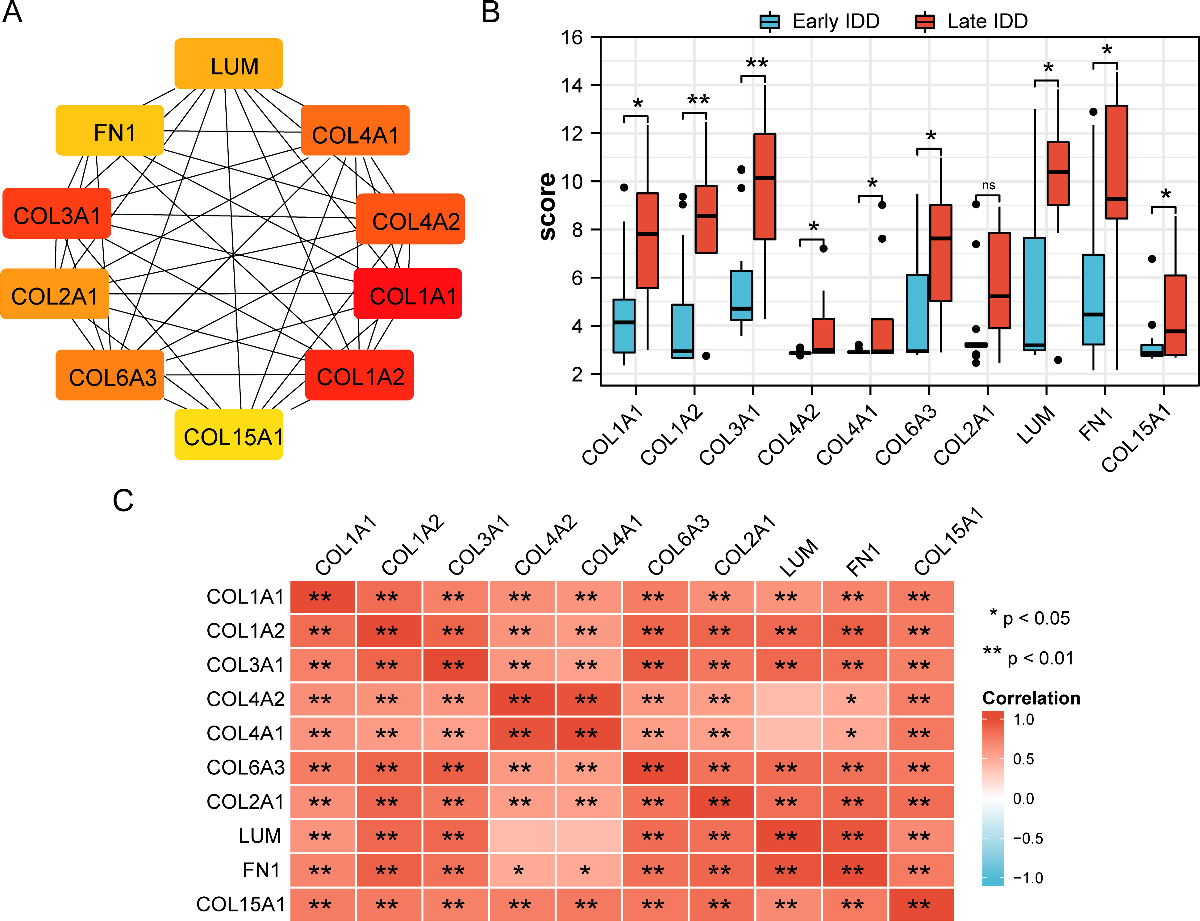 Fig. 6 
            The top ten hub extracellular protein-differentially expressed genes (EP-DEGs). a) The ten nodes are shown, ranging from red (high degree value) to yellow (low degree value). b) Expression level analysis of the ten hub genes in both groups. c) Bitmap of the Pearson’s correlation analysis between the ten hub genes. Red denotes a positive correlation, green denotes a negative correlation. IDD, intervertebral disc degeneration. All p-values were calculated using independent-samples t-test.
          