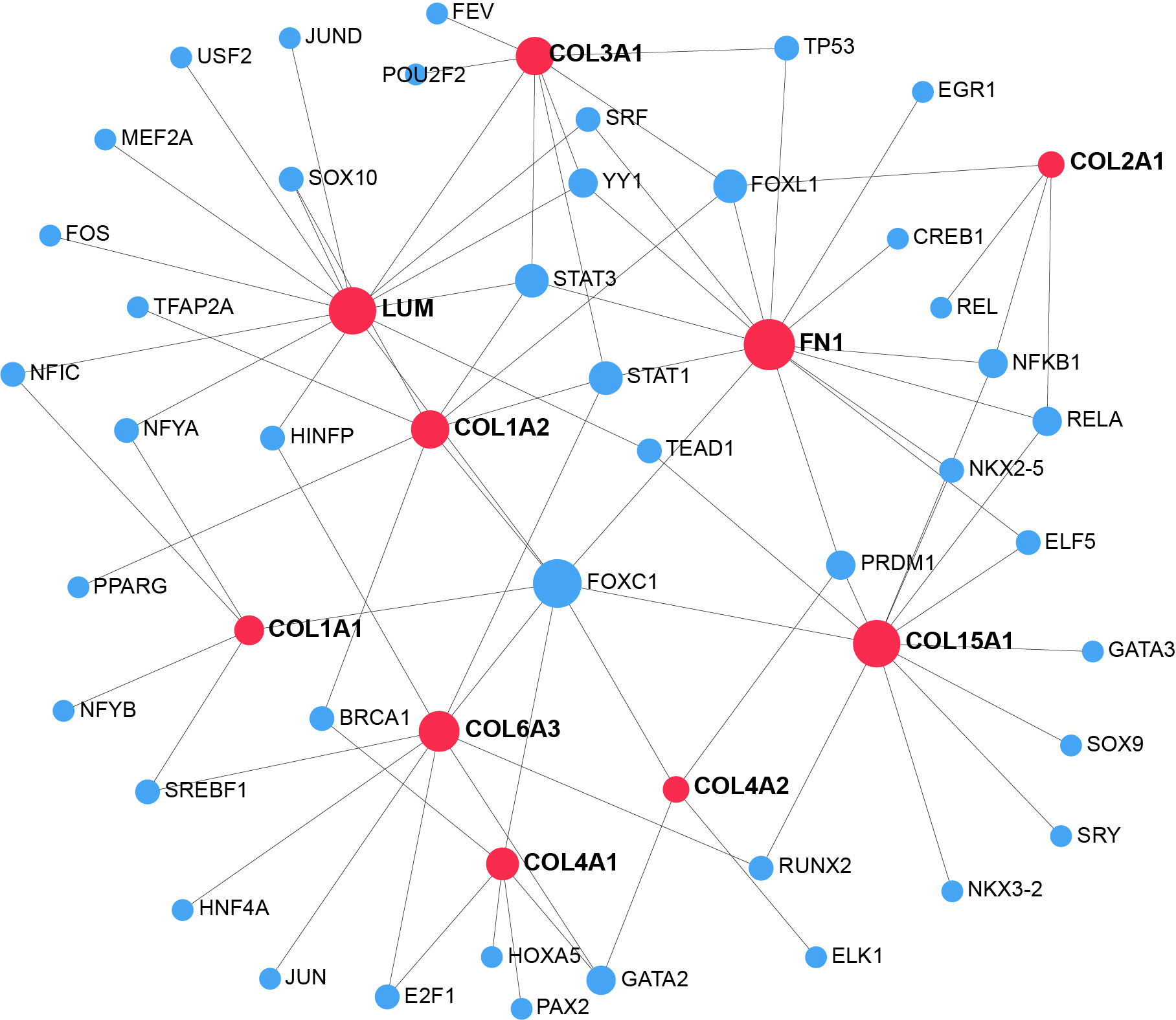 Fig. 8 
            Transcription factor (TF)–gene interaction network with hub extracellular protein-differentially expressed genes (EP-DEGs).
          