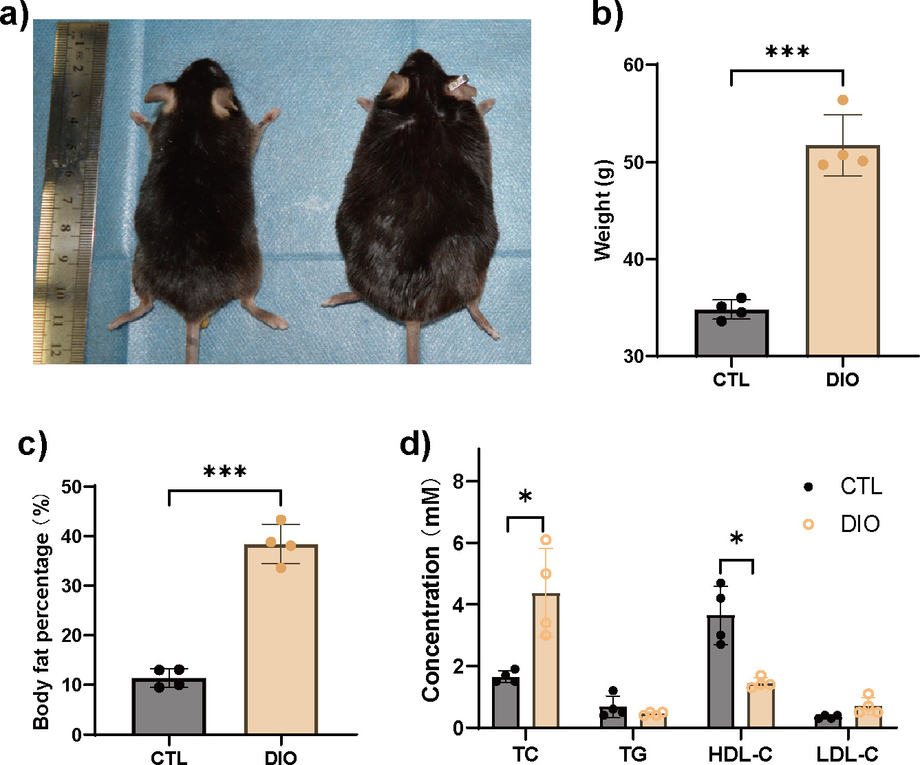 Fig. 1 
            Diet-induced obese (DIO) mice have metabolism disorders. a) to c) Significantly increased body fat content as determined by dual-energy X-ray absorptiometry (DXA) (n = 4). d) Analysis of serum biochemical indicators showed that DIO mice had metabolic disorders. Total cholesterol (TC) was significantly increased, while high-density lipoprotein cholesterol (HDL-C) was significantly decreased (n = 4). Data are expressed as means and standard deviations. *p < 0.05, ***p < 0.001 compared with CTL (independent-samples t-test). CTL, control; LDL-C, low-density lipoprotein cholesterol; TG, triglyceride.
          