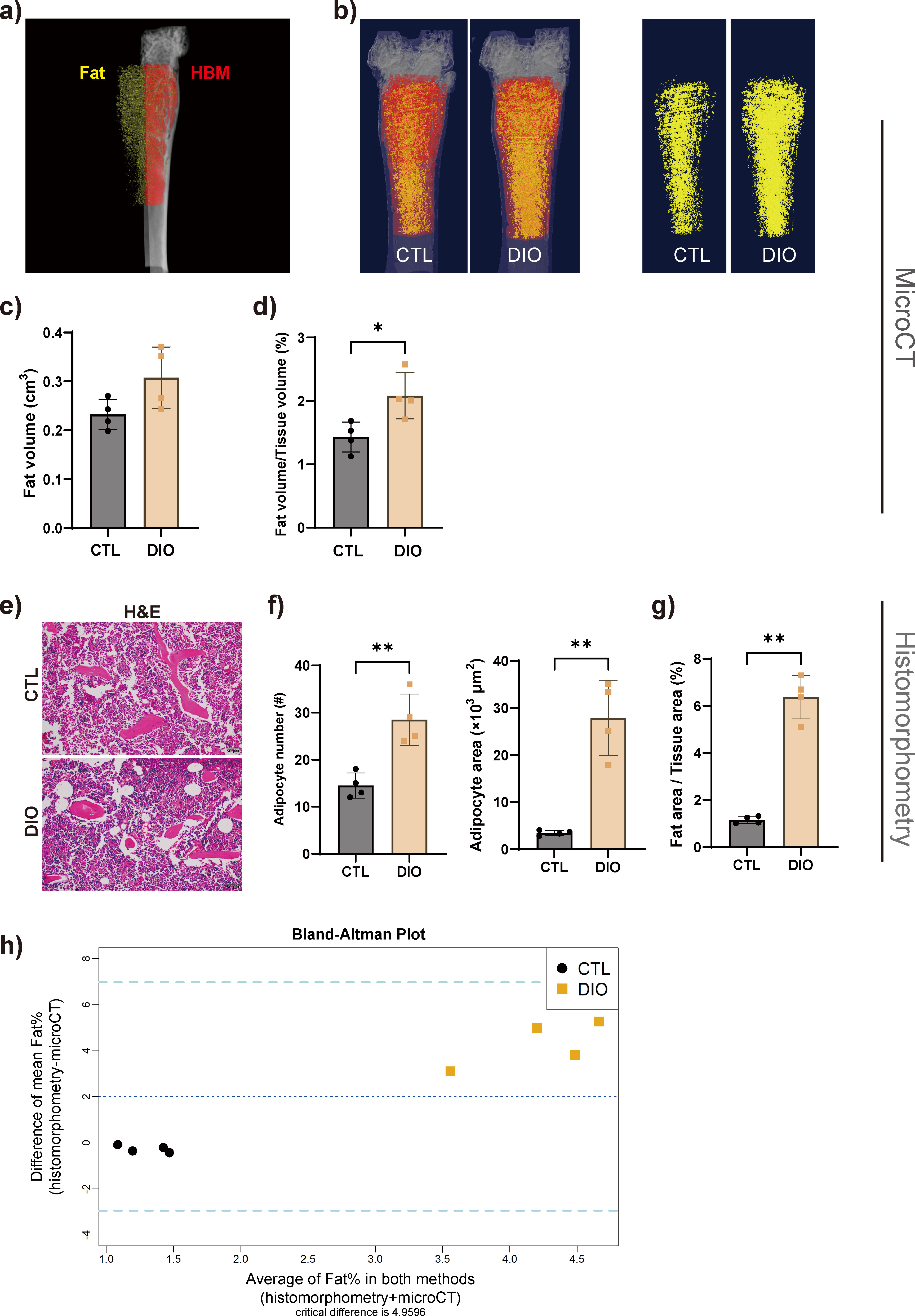 Fig. 5 
            Marrow adipose tissue (MAT) is increased in diet-induced obese (DIO) mice. a) and b) The MAT content was displayed and quantitatively analyzed by micro-CT 3D imaging (n = 4). c) and d) Results showed that the proportion of fat increased in DIO mice. e) to g) MAT was measured in haematoxylin and eosin (H&E)-stained tissue; the results revealed an increase in the area and number of adipocytes as well as the fat area to tissue area ratio. Magnification in e): 400×. h) Bland-Altman plot analysis showed that the two measurement methods had a certain degree of consistency. The upper and lower dashed lines represent ± 2 standard deviations (SDs), and the middle-dashed line represents the mean (n = 4). Data are expressed as means and SDs. *p < 0.05, **p < 0.01 compared with CTL (independent-samples t-test). CTL, control; HBM, haematopoietic bone marrow.
          