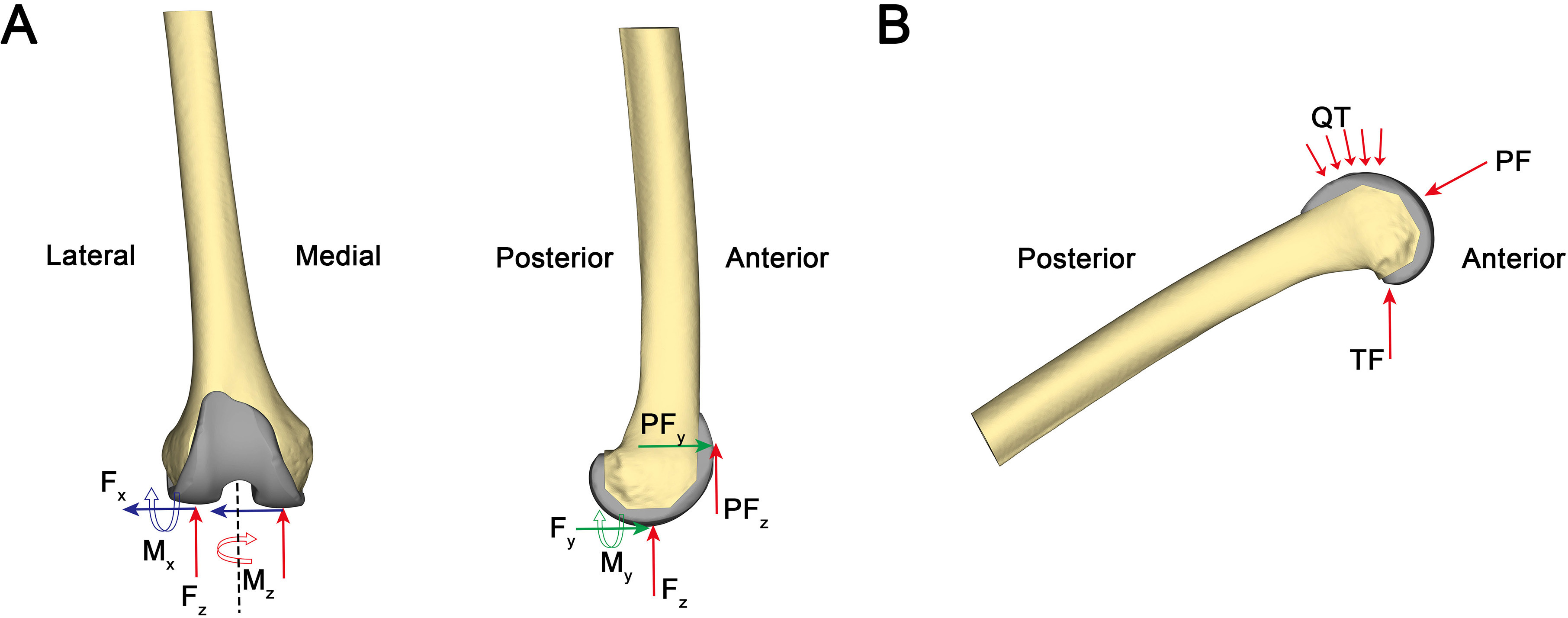 Fig. 3 
            Illustration of a) gait and b) squat loading conditions. Fx, Fy, and Fz represent medial-lateral, anterior-posterior, and axial tibiofemoral contact forces, respectively. Mx, My, and Mz separately mean flexion-extension, varus-valgus, and internal-external moments, respectively. PF, patella-femoral contact force; QT, quadriceps tendon forces; TF, tibiofemoral contact force.
          