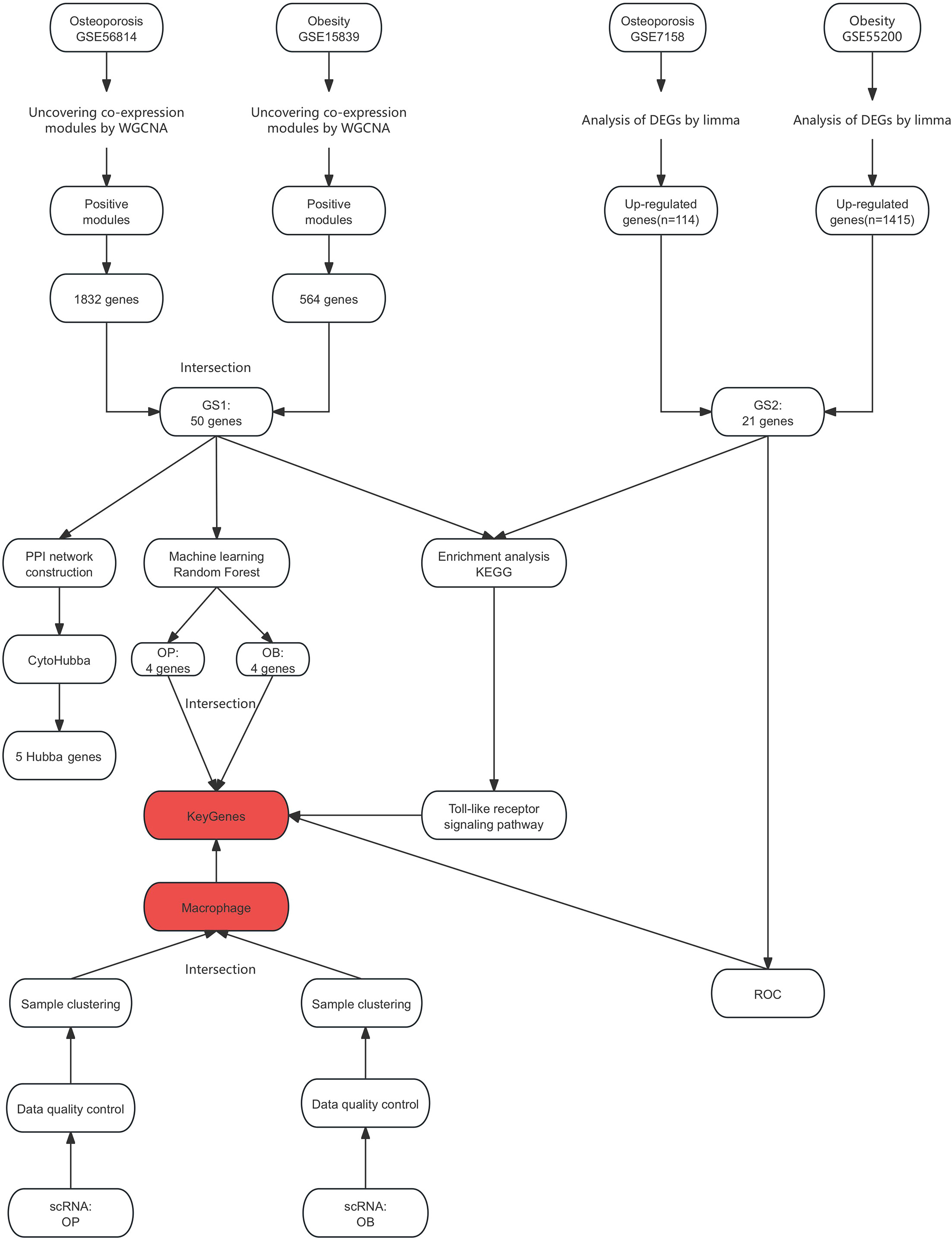 Fig. 1 
            Study flowchart. DEG, differentially expressed gene; GS1, gene set 1; GS2, gene set 2; GSE, Gene Expression Omnibus; KEGG, Kyoto Encyclopedia of Genes and Genomes; limma, linear models for microarray data; OB, obesity; OP, osteoporosis; PPI, protein-protein interaction; ROC, receiver operating characteristic; WGCNA, weighted gene co-expression network analysis.
          