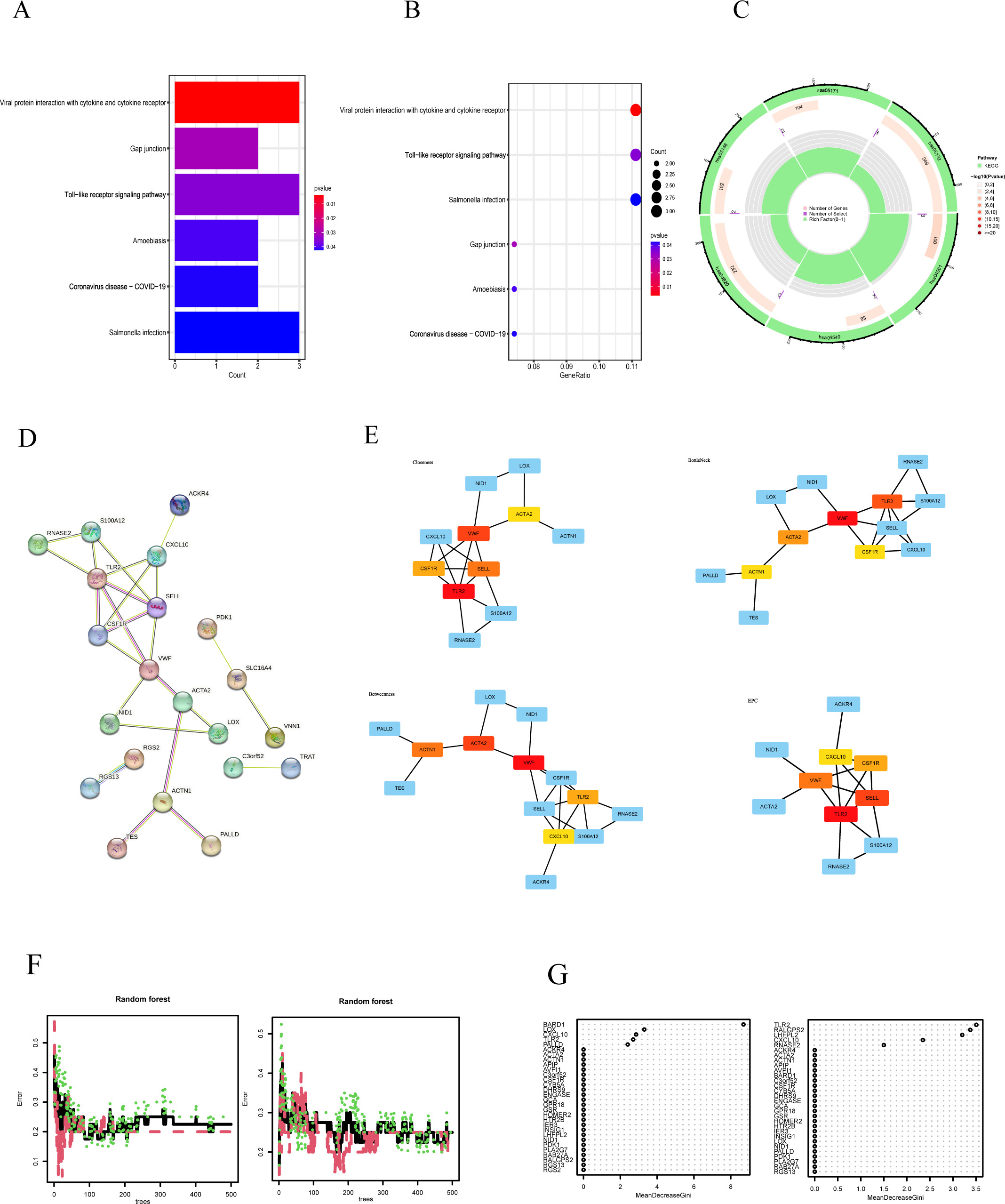 Fig. 3 
            Analysis of gene intersections within the test set module. a) to c) Bar charts are customarily employed to demonstrate the enrichment levels of each pathway, whereas bubble plots elucidate both the enrichment levels and the number of genes for each pathway. In these bubble plots, the colour of the bubble represents the p-value (or analogous statistical values), and the size signifies the number of overlapping genes (i.e. the genes provided that overlap with genes in a given pathway/Gene ontology (GO) term). Circular diagrams offer a vivid representation of the relationships among pathways. d) The protein-protein interaction (PPI) network diagram is depicted, where nodes symbolize proteins, and edges represent interactions between these proteins. Distinct colours and thicknesses of edges denote different sources of interaction. Sky-blue lines: known interactions from curated databases. Purple lines: known interactions from experimental studies. Blue lines: predicted interactions based on gene co-occurrence. Green lines: derived from the literature. e) The Hubgene network map, obtained using cytoHubba through diverse algorithms, assists in refining our comprehension of PPI dynamics and in unveiling pivotal biological processes and pathways. f) Random forest (RF) map of GSE151839 and GSE56814. g) RF graphs showing variable importance of GSE151839 and GSE56814. In Figure 3f, The RF map displays a model’s error rate as the tree count increases, with the x-axis labelled "trees" (0 to 500) and the y-axis labelled "Error" (0 to 0.5). Three lines, each a different colour and style, show varying error trends: the black line represents the overall error rate, while the red and green lines represent the out-of-bag (OOB) error rates for the two factor levels of the group variable. Error rates tend to decrease as more trees are added. The RF graphs of variable importance in Figure 3g show the importance of variables in a RF, listing genes or variables on the y-axis and "MeanDecreaseGini" on the x-axis. This measure reflects the mean reduction in the model’s Gini impurity caused by each variable, with larger values indicating greater importance for prediction in the model. All p-values were calculated with hypergeometric test. EPC, edge percolated component.
          