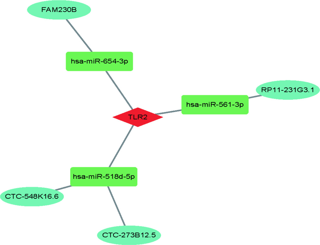 Fig. 7 
            Competitive endogenous RNA (ceRNA) network diagram delineates the Toll-like receptor 2 (TLR2)-associated microRNAs (miRNAs) and long non-coding RNAs (lncRNAs).
          