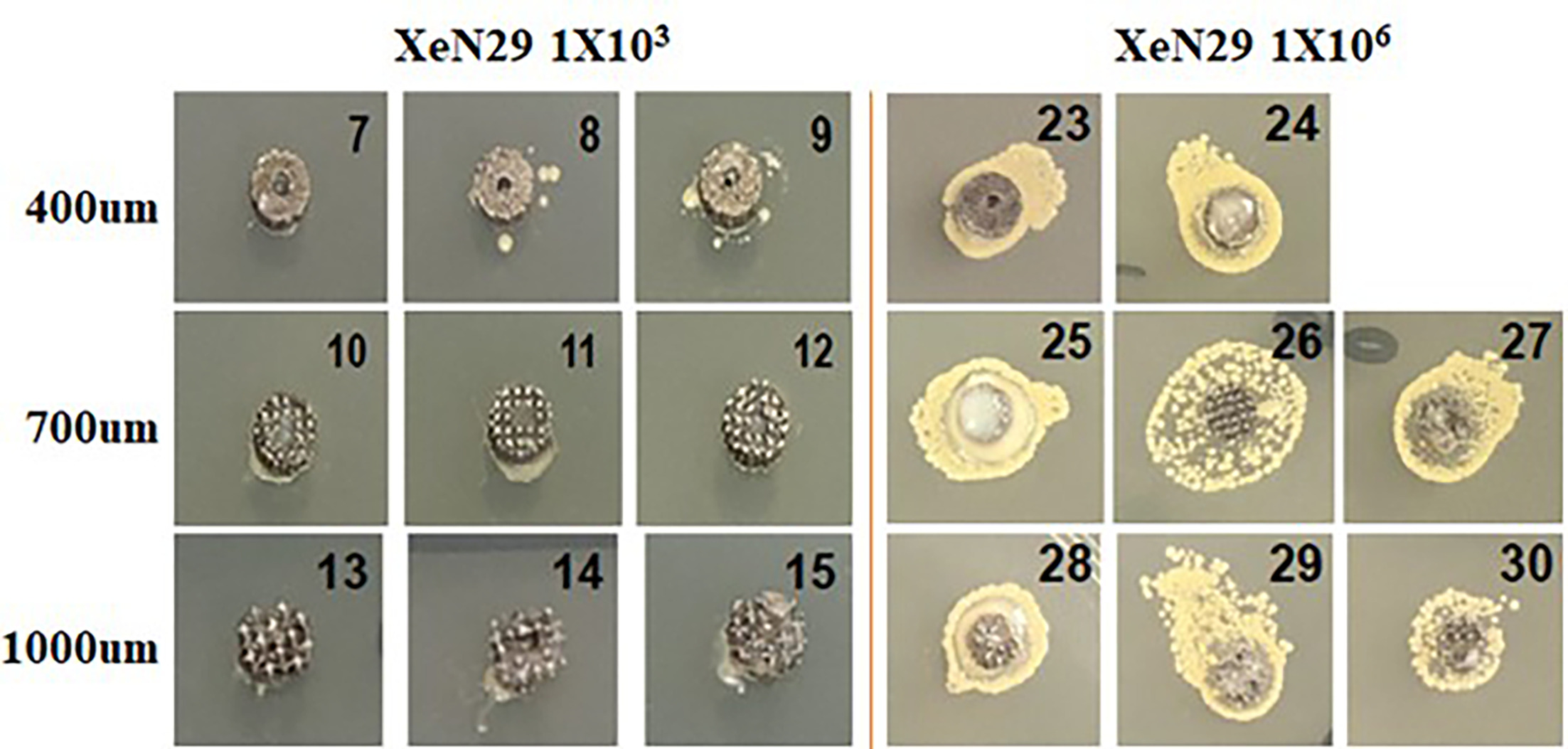 Fig. 4 
            Agar plate result of implanted titanium cylinders in the presence of low-grade and high-grade infection (results from Study 1).
          