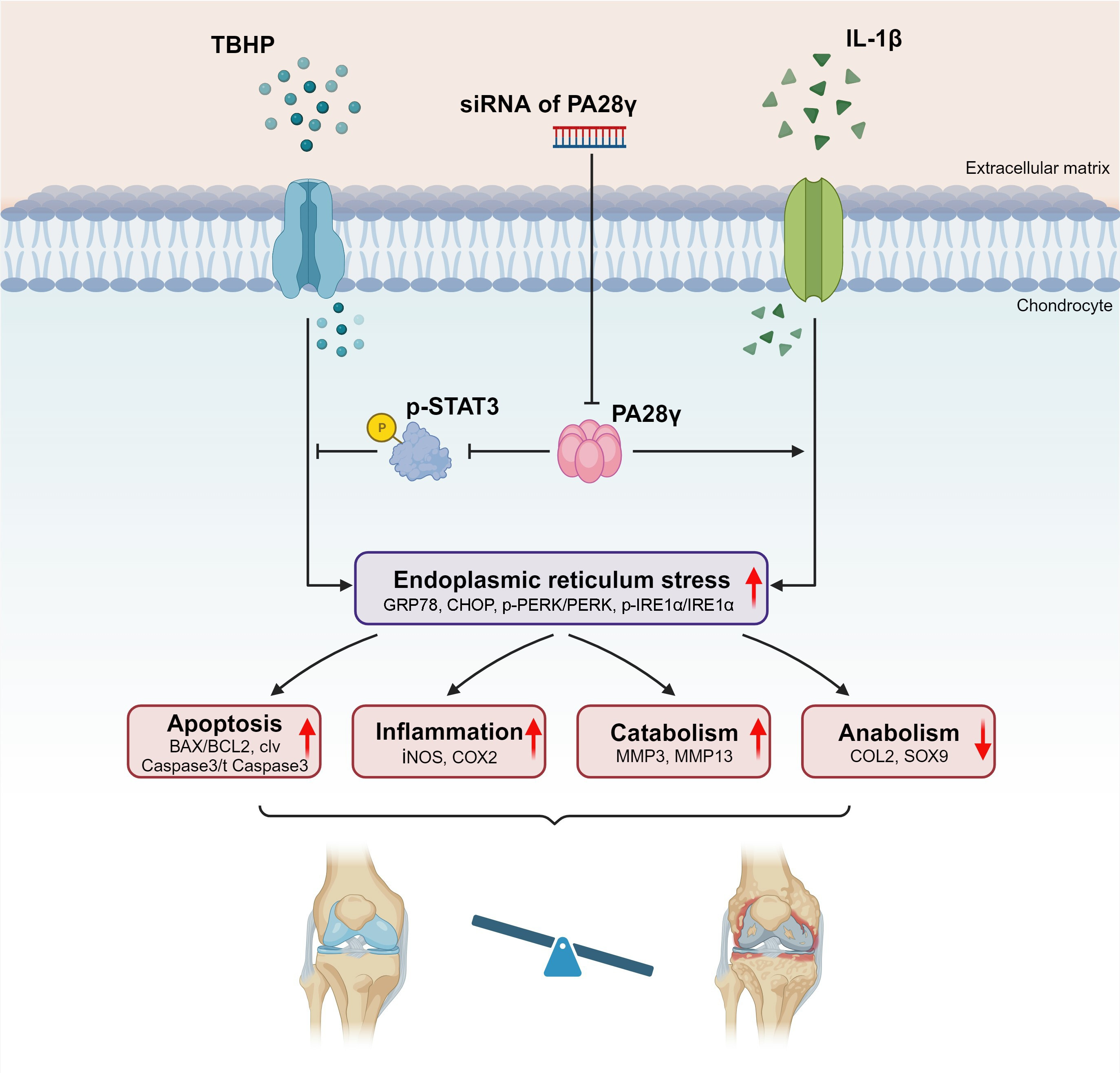 Fig. 1 
            Schematic illustration of effect of PA28γ knockdown in osteoarthritis development (figure was created with BioRender.com). BAX, Bcl-2 Associated X-protein; COL2, type II collagen; COX2, cyclooxygenase-2; GRP78, Glucose-Regulated Protein 78; IL-1, interleukin-1β; iNOS, inducible nitric oxide synthase; IRE1α, inositol-requiring enzyme type 1 alpha; MMP, matrix metalloproteinase; PA28γ, proteasome activator 28γ; PERK, protein kinase-like endoplasmic reticulum kinase; SOX9, SRY-Box Transcription Factor 9; STAT3, signal transducer and activator of transcription 3; TBHP, tert-butylhydrogen peroxide.
          