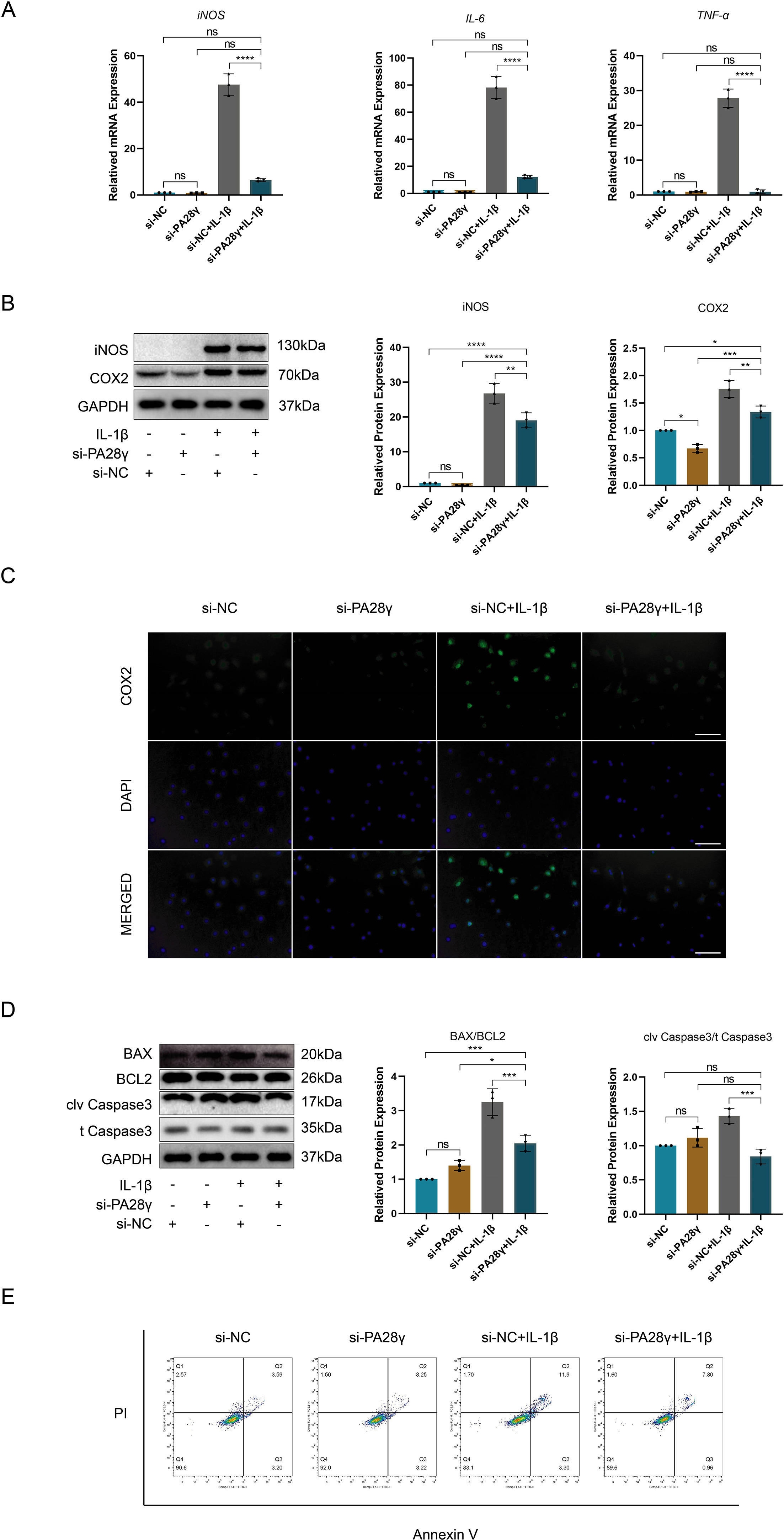 Fig. 4 
            Knockdown of PA28γ alleviates interleukin-1β (IL-1β)-induced inflammation and apoptosis in chondrocytes. a) mRNA expression of iNOS, IL-6, and tumour necrosis factor-α (TNF-α) after transfection of chondrocytes with si-NC or si-PA28γ and treatment with IL-1β (****p < 0.0001). b) Representative western blotting and quantitative data of iNOS and COX2 after transfection of chondrocytes with si-NC or si-PA28γ and treatment with IL-1β (*p < 0.05, **p < 0.01, ***p < 0.001, ****p < 0.0001). c) COX2 representative immunofluorescence images of chondrocytes transfected with si-NC or si-PA28γ and treated with IL-1β, measuring scale = 100 μm. d) Representative western blotting and quantitative data of BAX, BCL2, clv Caspase3, and t Caspase3 after transfection of chondrocytes with si-NC or si-PA28γ and treatment with IL-1β (*p < 0.05, ***p < 0.001). e) Flow cytometry with annexin V-FITC/PI apoptosis analysis after transfection of chondrocytes with si-NC or si-PA28γ and treatment with IL-1β. DAPI, 4′,6-diamidino-2-phenylindole; GAPDH, glyceraldehyde-3-phosphate dehydrogenase; ns, not significant.
          