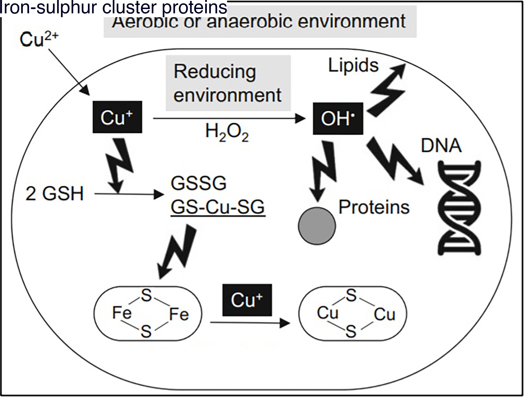 Fig. 1 
            Mechanisms of copper toxicity.52,53 Copper violates the bacterial wall. The reducing environment of the cytoplasm reduces copper (Cu++ to Cu+), which can participate in Fenton-type reactions, produce highly reactive hydroxyl radicals, and affect lipids, proteins, and DNA. Cu+ can also lead to thiol depletion in the glutathione (GSH) pool, proteins, and free amino acids. Under anaerobic conditions, GSH copper complexes (GS-Cu-SG) can act as copper donors for metalloenzymes. The most common mechanism of copper toxicity is the displacement of iron from iron-sulphur cluster proteins.
          