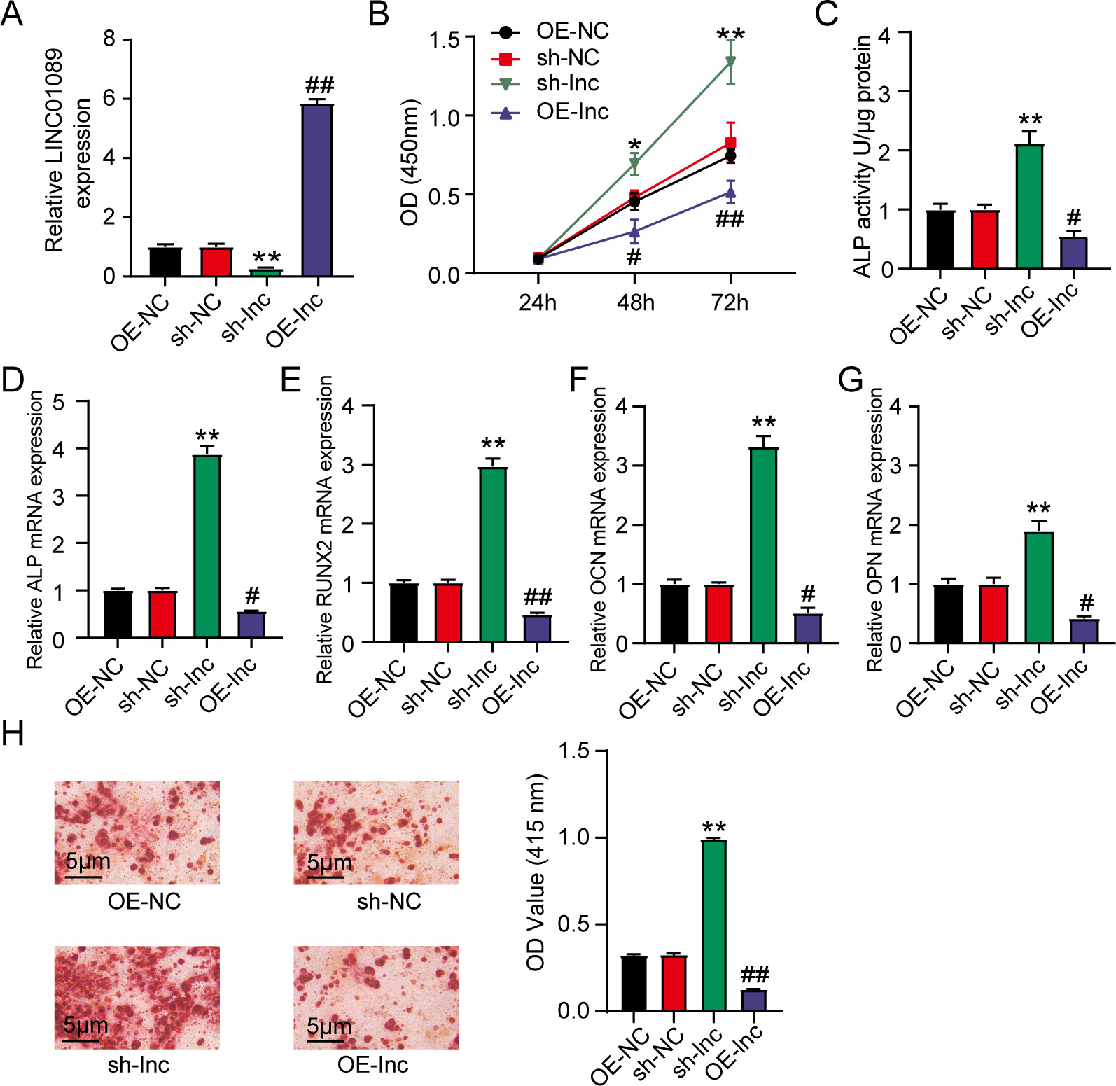 Fig. 2 
            LINC01089 negatively regulated human mesenchymal stem cell (hMSC) osteogenic differentiation. a) to h) Osteogenic differentiation-induced hMSCs were introduced with OE-lnc, OE-NC, sh-NC, or sh-lnc. a) LINC01089 expression in the transfected hMSCs. b) Cell proliferation in the transfected hMSCs was detected by Cell Counting Kit-8 (CCK-8) assay. c) to g) Alkaline phosphatase (ALP) activity and levels of ALP, runt-related transcription factor 2 (RUNX2), osteocalcin (OCN), and osteopontin (OPN) messenger RNAs (mRNAs) were measured to assess osteogenic differentiation. h) Alizarin red S (ARS) staining and quantitative analysis of calcium mineral deposition in the transfected hMSCs. #p < 0.05 and ##p < 0.001 vs OE-NC; *p < 0.05 and **p < 0.001 vs sh-NC. All p-values were calculated using one-way analysis of variance. OD, optical density.
          