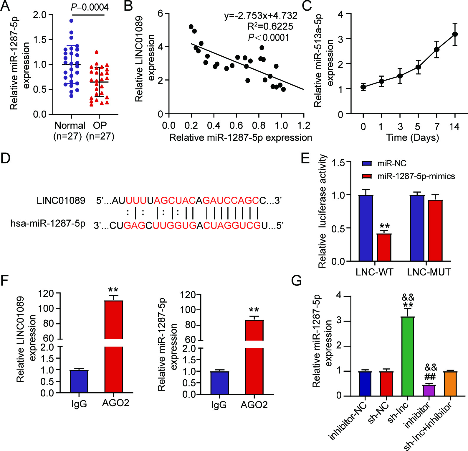 Fig. 3 
            miR-1287-5p was targeted by LINC01089 and negatively modulated by LINC01089. a) miR-1287-5p expression in clinical samples of osteoporosis (OP) patients and normal subjects. b) The correlation of LINC01089 expression with that of miR-1287-5p in OP-derived clinical samples. c) miR-1287-5p expression in osteogenic differentiation-induced human mesenchymal stem cells (hMSCs). d) The starBase predicted miR-1287-5p–LINC01089 binding site. e) and f) The potential binding of LINC01089 with miR-1287-5p was ensured through the dual-luciferase reporter study (**p < 0.001 vs miR-NC) and RNA immunoprecipitation (RIP) assay (**p < 0.001 vs IgG). g) miR-1287-5p expression in hMSCs that contain sh-NC, sh-lnc, inhibitor-NC, inhibitor, or sh-lnc+ inhibitor. ##p < 0.001 vs inhibitor-NC; **p < 0.001 vs sh-NC; &&p < 0.001 vs sh-lnc + inhibitor. All p-values were calculated using one-way analysis of variance. IgG, immunoglobulin G; MUT, mutant; WT, wild-type.
          