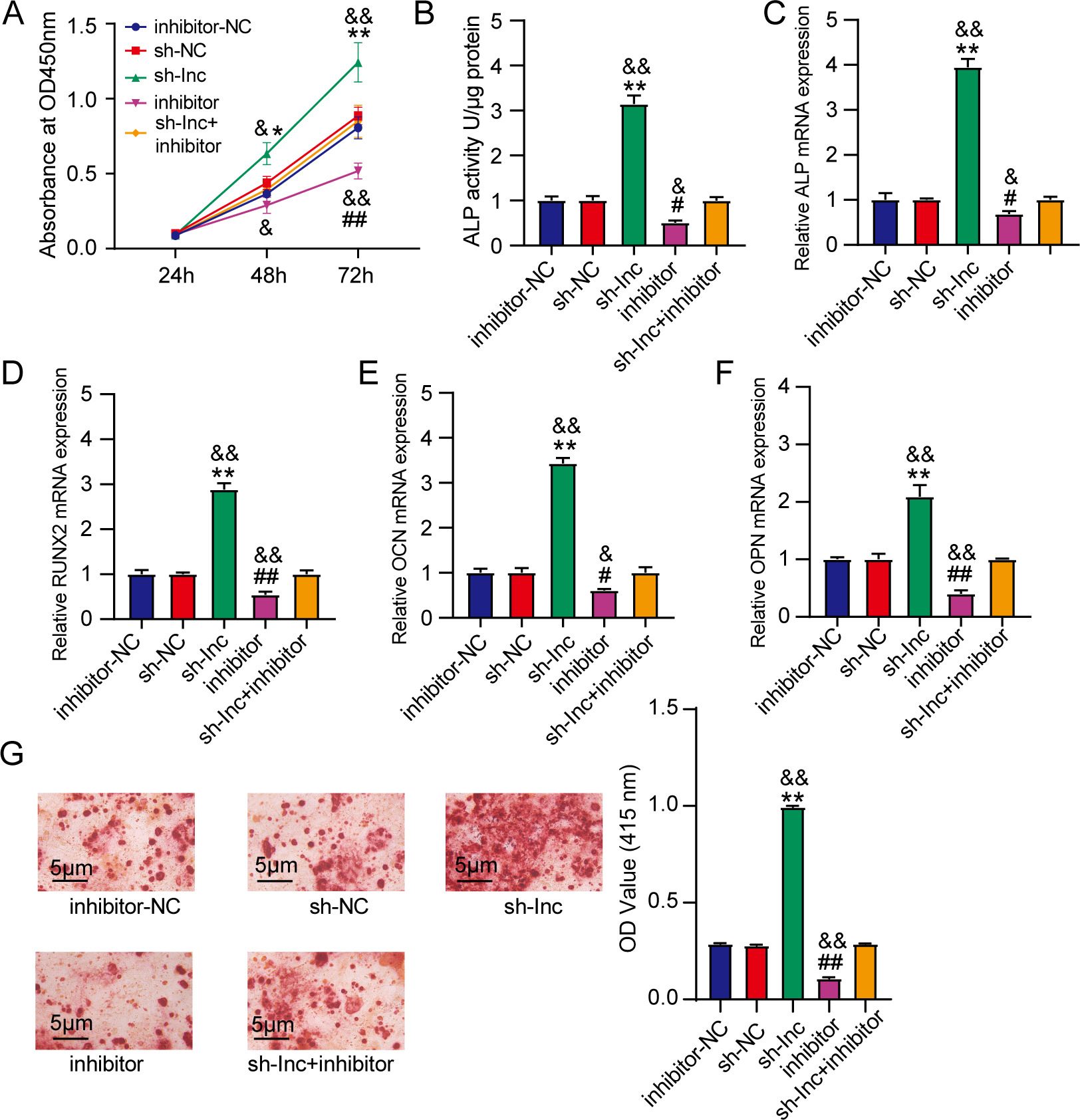 Fig. 4 
            miR-1287-5p inhibition reversed the effects of LINC01089 absence. a) to g) Osteogenic differentiation-induced human mesenchymal stem cells (hMSCs) were introduced with sh-NC, sh-lnc, inhibitor-NC, inhibitor, or sh-lnc + inhibitor. a) Cell proliferation was evaluated by Cell Counting Kit-8 (CCK-8) assay. b) to f) Alkaline phosphatase (ALP) activity and the messenger RNA (mRNA) levels of ALP, runt-related transcription factor 2 (RUNX2), osteocalcin (OCN), and osteopontin (OPN) were measured to assess osteogenic differentiation. g) Alizarin red S (ARS) staining and quantitative analysis of calcium mineral deposition in the transfected hMSCs. #p < 0.05 and ##p < 0.001 vs inhibitor-NC; *p < 0.05 and **p < 0.001 vs sh-NC; &p < 0.05 and &&p < 0.001 vs sh-lnc + inhibitor. All p-values were calculated using one-way analysis of variance. OD, optical density.
          