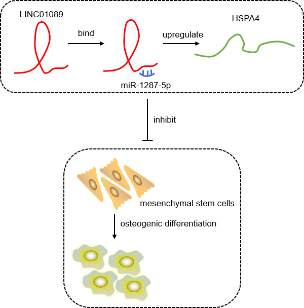 Fig. 7 
          The role of LINC01089 in human mesenchymal stem cell osteogenic differentiation. HSPA4, heat shock protein family A (HSP70) member 4.
        