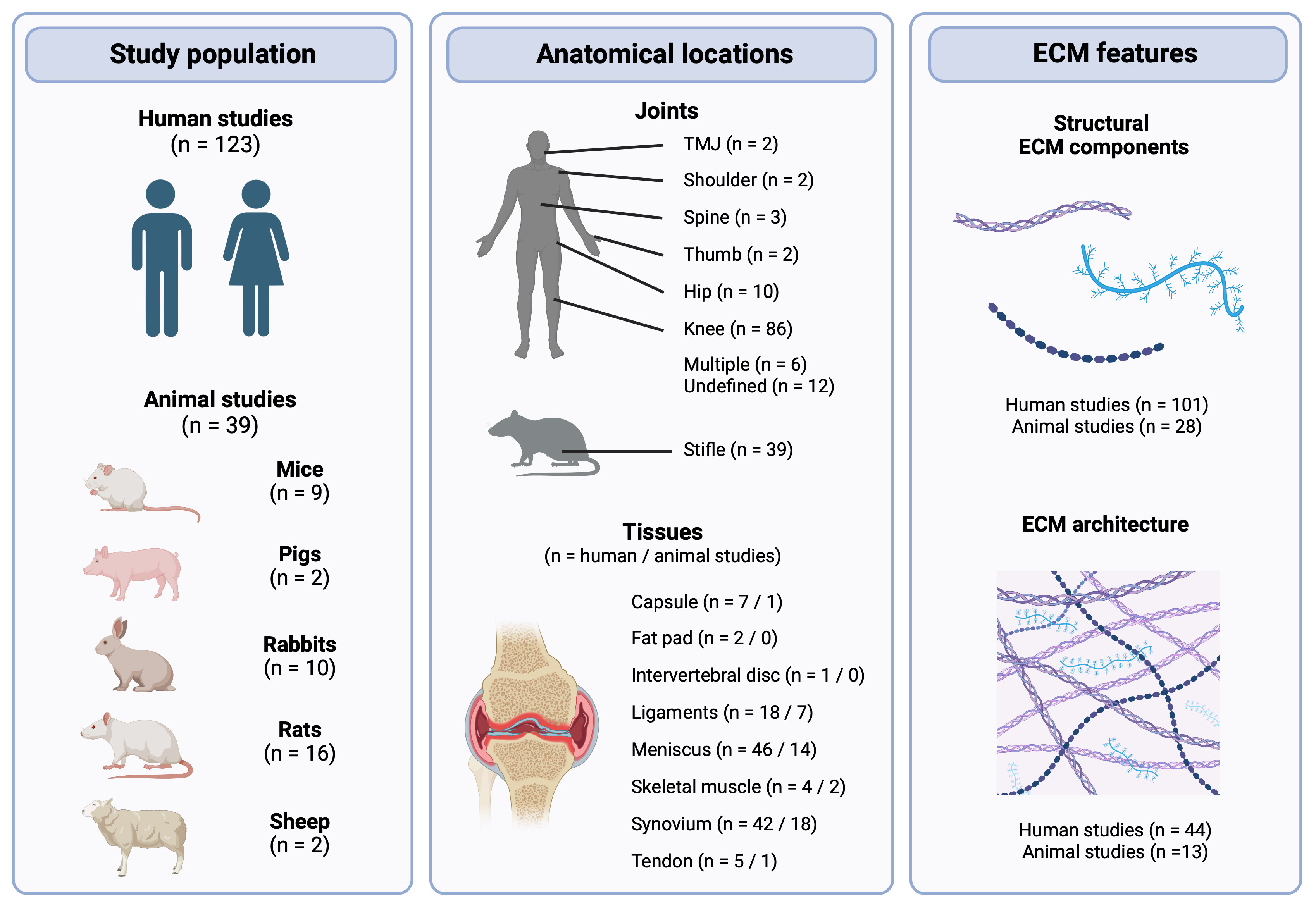 Fig. 2 
            Schematic overview of the study population, anatomical locations, and extracellular matrix (ECM) features studied in the included studies. One study investigated ECM in both human osteoarthritis (OA) and an animal model of OA. Created with BioRender.com. TMJ, temporomandibular joint.
          