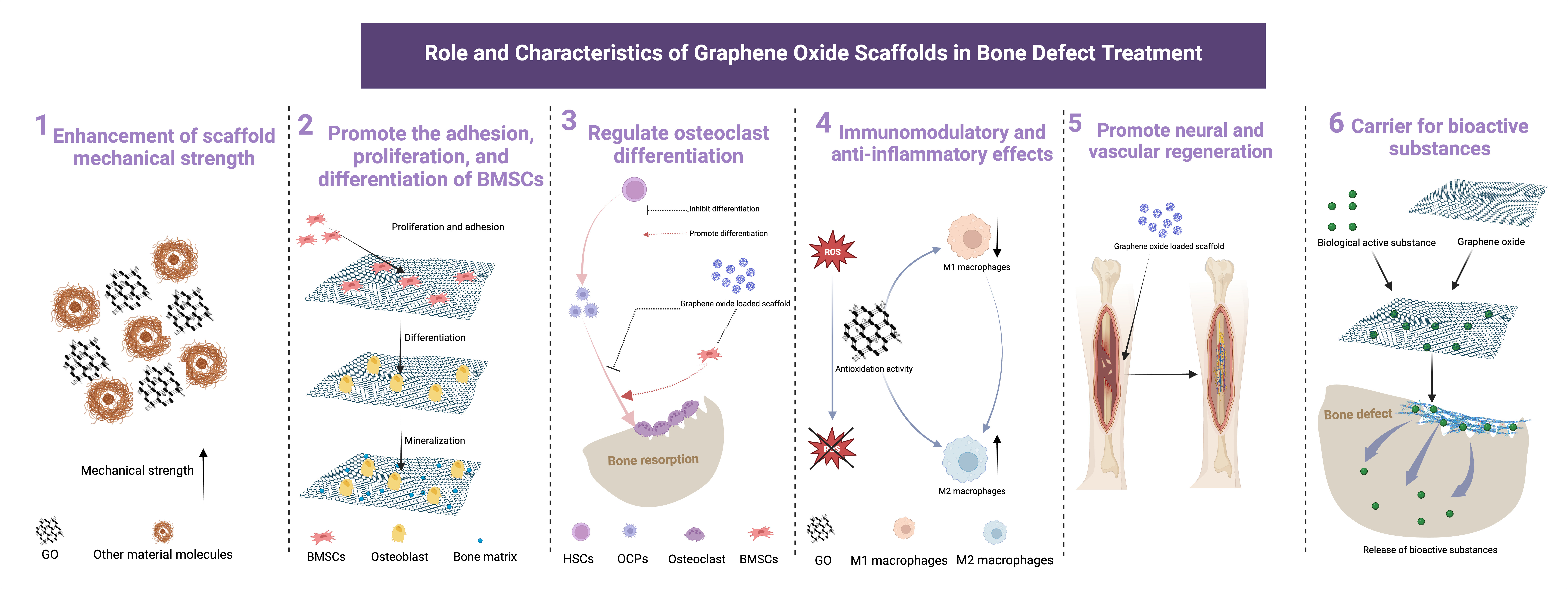 Fig. 1 
            The multifaceted roles and characteristics of graphene oxide scaffolds in bone defect treatment. The key attributes and functions include: 1. Enhancement of scaffold mechanical strength: the composite of graphene oxide with other materials effectively enhances the mechanical strength of the scaffold. 2. Promote the adhesion, proliferation, and differentiation of bone marrow mesenchymal stem cells (BMSCs): graphene oxide (GO) facilitates the adhesion, proliferation, and differentiation of BMSCs, crucial processes for effective bone tissue regeneration. 3. Regulate osteoclast differentiation: GO scaffolds have significant potential in regulating osteoclast differentiation and function, contributing to bone defect repair. 4. Immunomodulatory and anti-inflammatory effects: GO scaffolds exert immune modulation and anti-inflammatory effects by clearing reactive oxygen species (ROS) and promoting the transformation of macrophages into the M2 phenotype. 5. Promote neural and vascular regeneration: graphene oxide scaffolds play a vital role in promoting the regeneration of neural and vascular tissues, enhancing the overall functionality of the repaired bone. 6. Carrier for bioactive substance: serving as an effective carrier, GO scaffolds enable the controlled delivery of bioactive substances, further optimizing the bone defect treatment process. HSC, haematopoietic stem cells; OCP, osteoclast precursors. Created with BioRender.com, and the license to publish from the BioRender has been obtained.
          