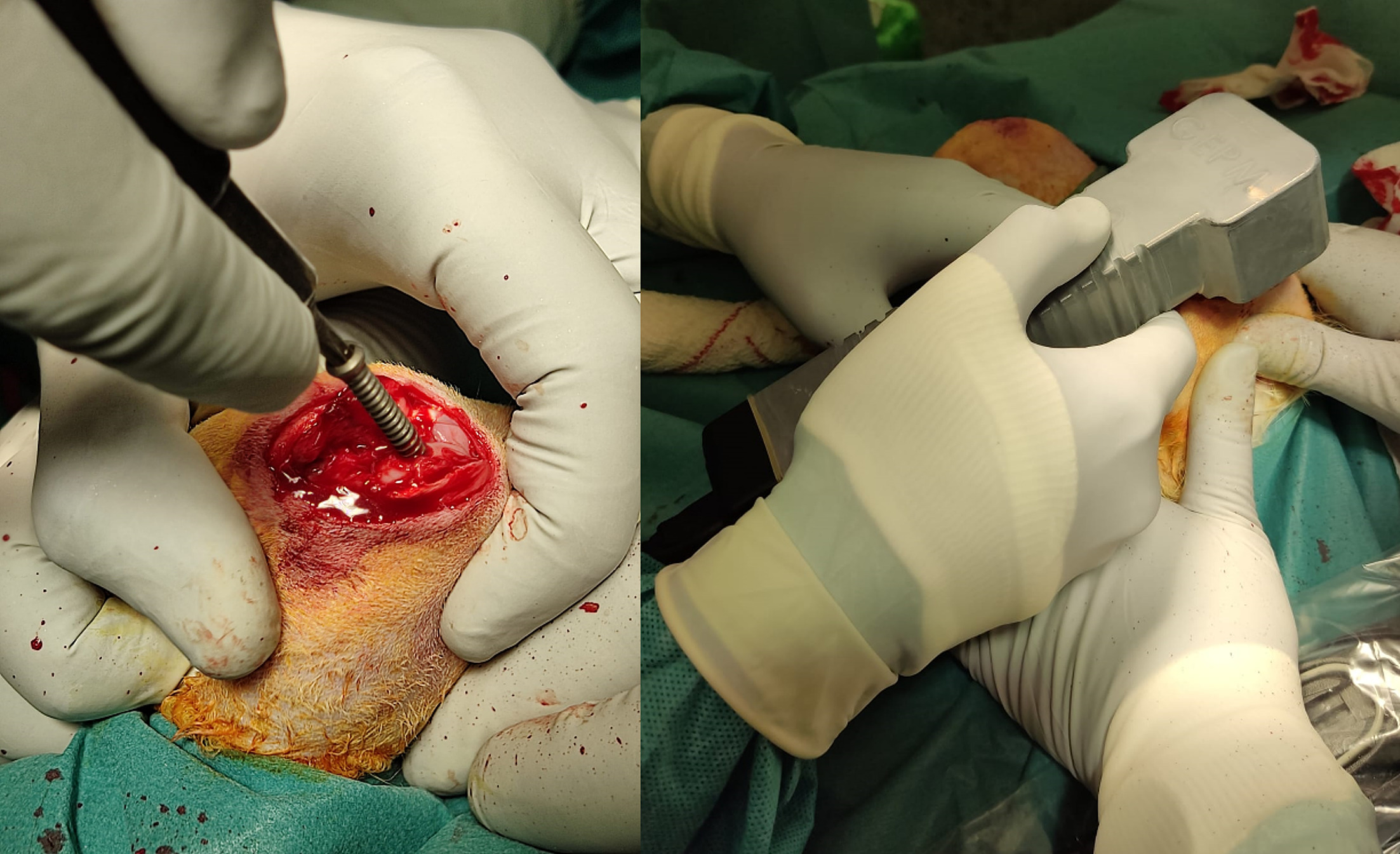 Fig. 2 
            Left: Screws were implanted in the medial femoral condyle, avoiding manipulation of the surface. Right: Experimental treatment was applied immediately after implantation.
          