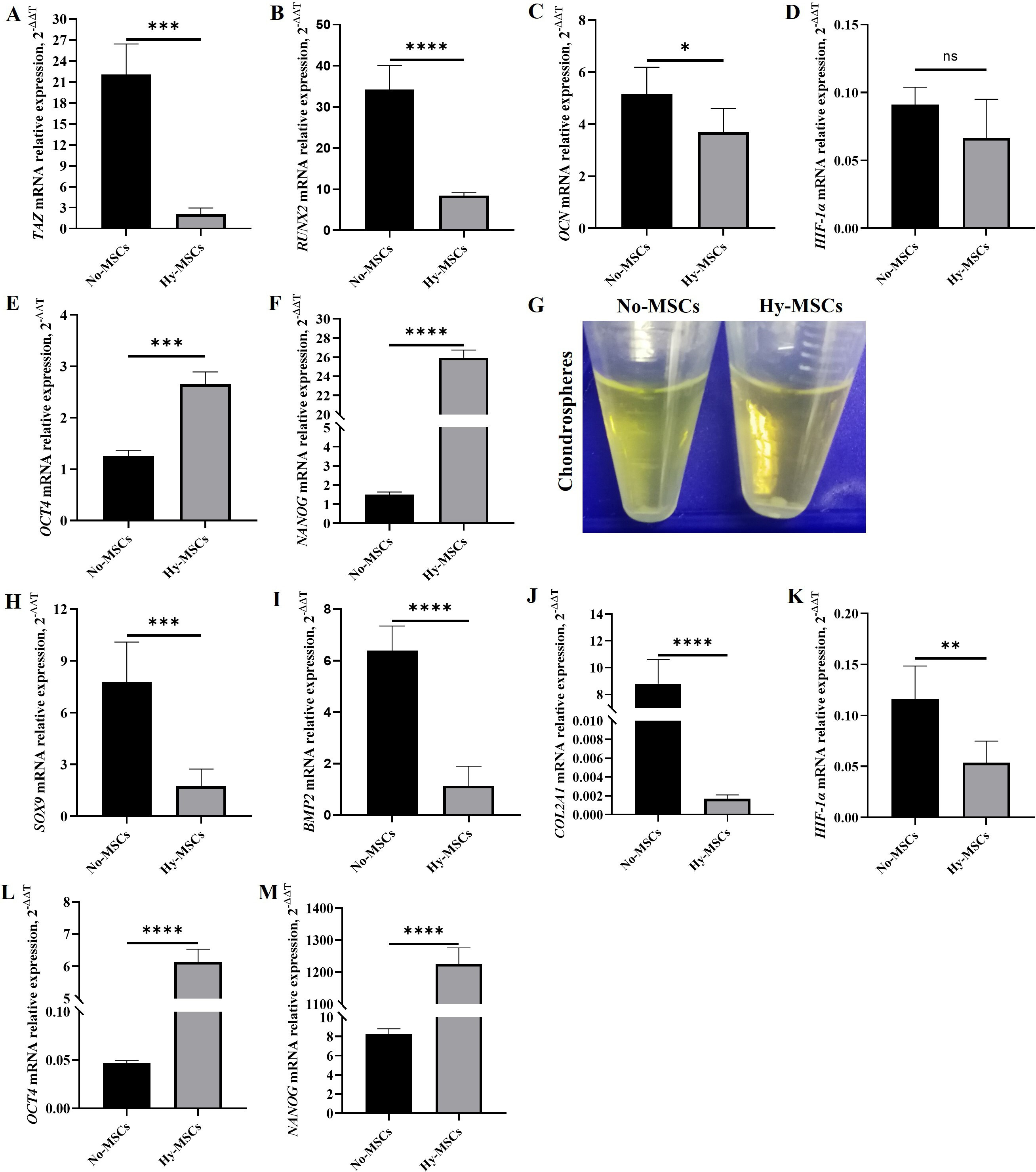 Fig. 4 
            The pluripotency and ability to low-differentiation of human umbilical cord-derived mesenchymal stem cells (hUC-MSCs) in a long-term hypoxic atmosphere. a) to c) The expression of specific genes of osteoblast differentiation was detected by quantitative real-time polymerase chain reaction (qRT-PCR) assay, i.e. TAZ, Runx2, and OCN. d) HIF-1α messenger RNA (mRNA) expression was detected in the osteoblast differentiation of hUC-MSCs. e) and f) The expression of stemness genes was measured in the osteoblast differentiation of hUC-MSCs, including OCT-4 and NANOG. g) The chondrospheres were formed in hUC-MSC chondrogenic differentiation at day 4. h) to j) The expression of related genes was detected in chondroblast differentiation, i.e. Sox-9, BMP2 and COL2A1. k) HIF-1α mRNA expression was detected in the chondroblast differentiation of hUC-MSCs. l) to m) The expression of stemness genes was measured in the chondroblast differentiation of hUC-MSCs, including OCT-4 and NANOG. Data are presented as mean (SD). *p < 0.05, **p < 0.01, ***p < 0.001, ****p < 0.0001; one-way analysis of variance (ANOVA).
          