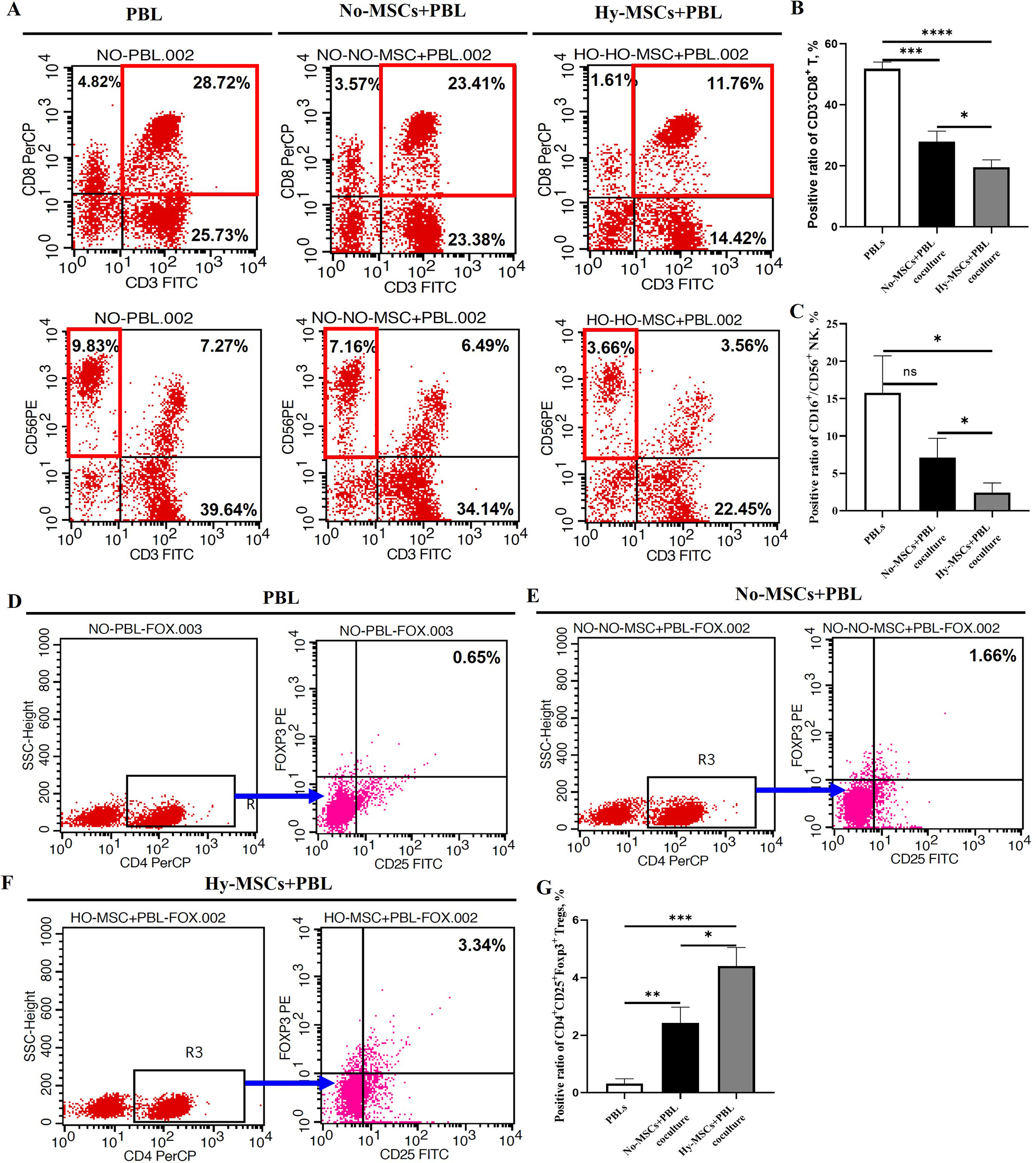 Fig. 6 
            Human umbilical cord-derived mesenchymal stem cells (hUC-MSCs) promoted the abilites of immunoregulation and proliferation and inhibited apoptosis of chondrocytes in a hypoxic atmosphere. a) The phenotypes of peripheral blood lymphocytes (PBLs) were detected by flow cytometry analysis. b) and c) Statistical analysis of different lymphocyte subsets, including CD3+ CD8+ T cells and CD3-CD56/16+ natural killer (NK) cells (n = 4). d) to f) The production of regulatory T (Treg) cells was measured after coculturing with both hUC-MSCs cultured with normoxic atmosphere (No-MSCs) and hypoxic hUC-MSCs (Hy-MSCs). g) Statistical analysis of Treg cells percentage, i.e. CD4+ CD25+ Foxp3+ Treg (n = 4). Data are presented as mean (SD). *p < 0.05, **p < 0.01, ***p < 0.001; one-way analysis of variance (ANOVA). ns, non-significant.
          