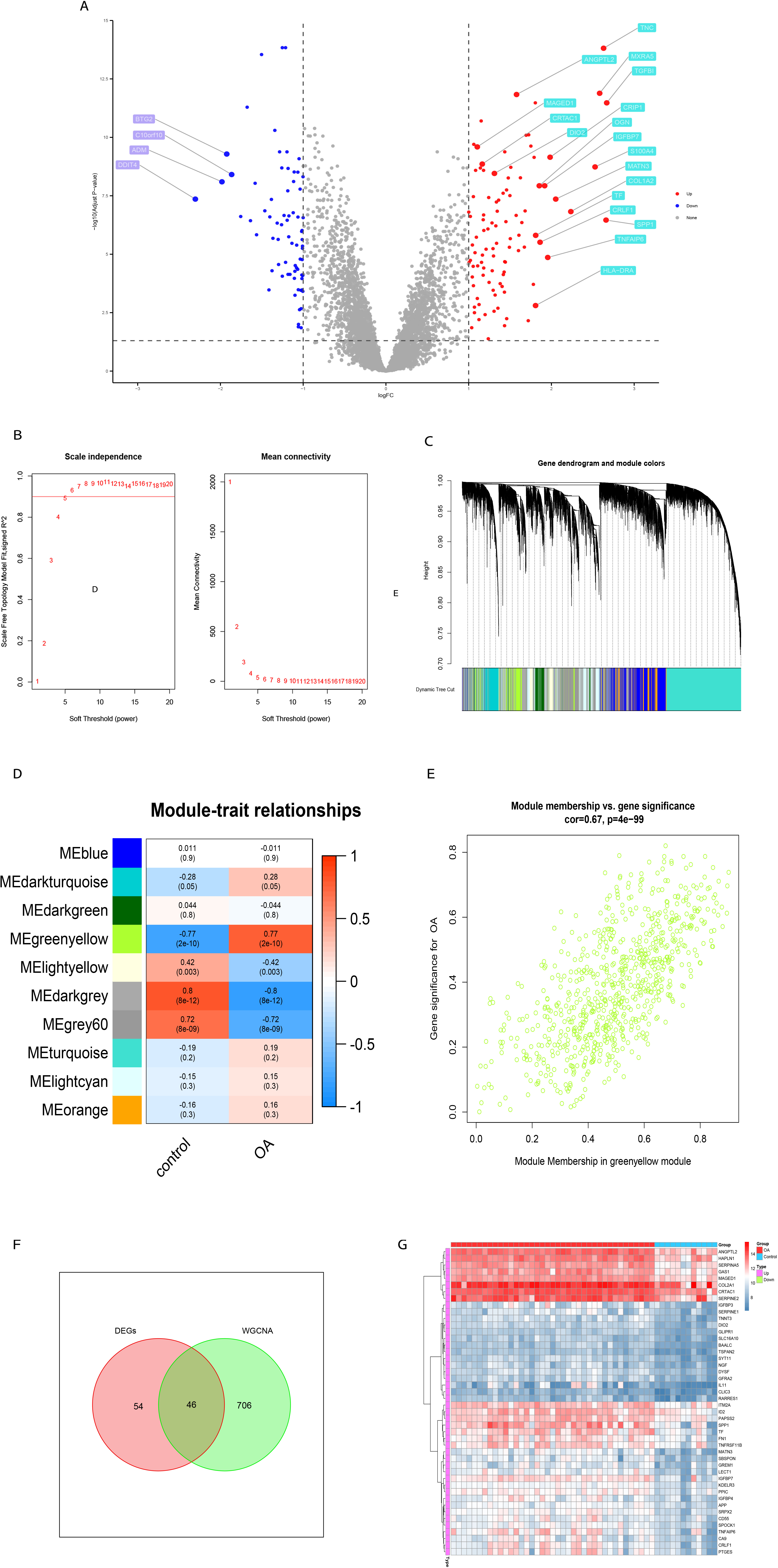 Fig. 1 
            Identification of overlapping characteristic genes. a) Volcano plot of differentially expressed genes (DEGs) between osteoarthritis (OA) samples and control samples (logFC > 1 and adjusted p-value < 0.05). b) Soft-threshold power for weighted gene coexpression network analysis (WGCNA). The red line in the left panel indicates scale-free topological fit index = 9. c) Clustering dendrograms of all expressed genes with dissimilarity based on the topological overlap along with the different assigned modules. d) Heatmap of the correlations between modules and clinical traits. Red represents positive correlations, and blue represents negative correlations. e) A scatterplot of gene significance versus module membership in the green-yellow module. f) Venn diagram of the intersection of the overlapping characteristic genes obtained from upregulated DEGs and key module genes. g) Heatmap of the overlapping characteristic genes.
          