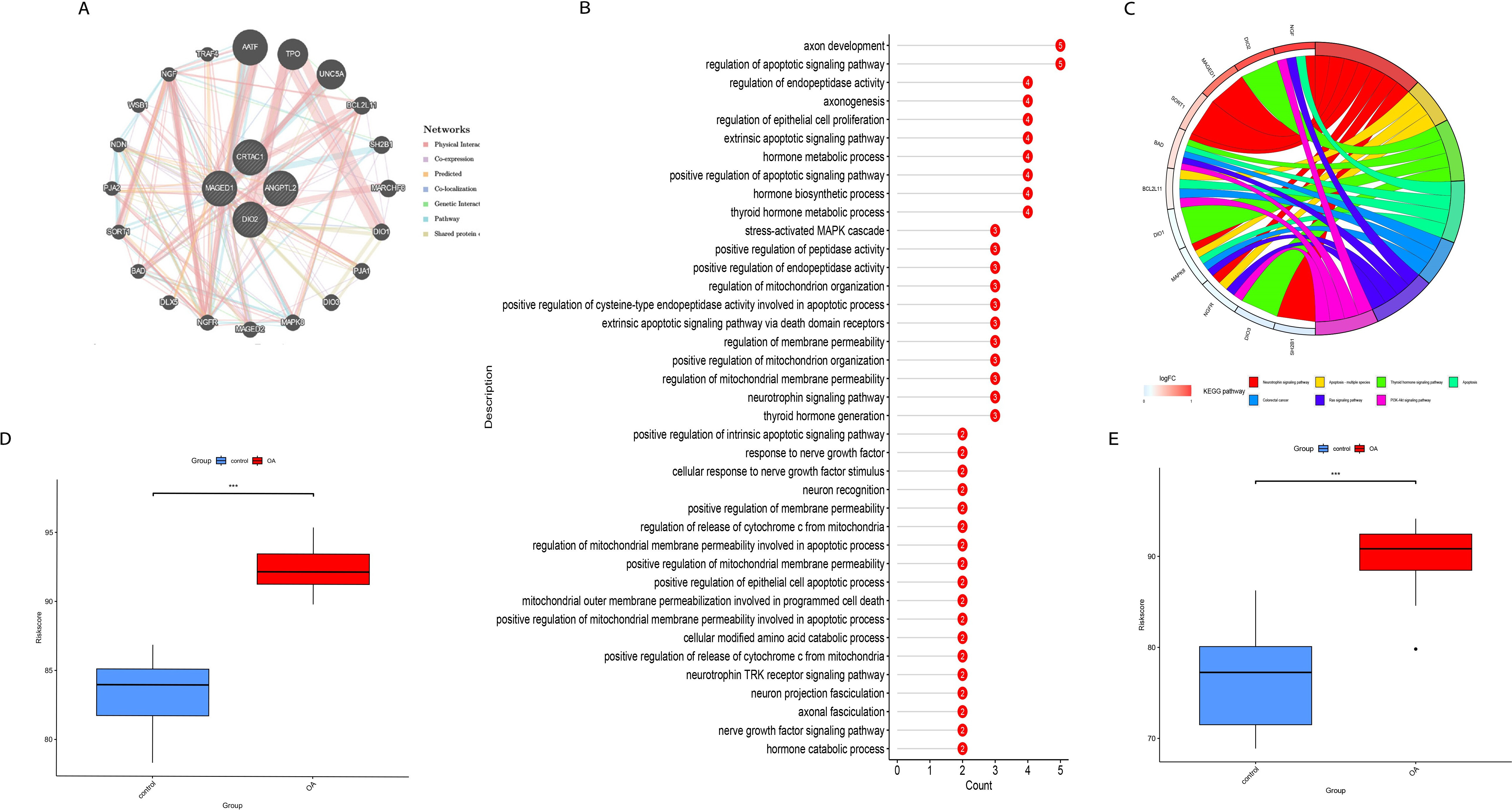 Fig. 5 
            Potential effect of key genes in osteoarthritis (OA). a) Coexpression network of the characterized genes. b) Gene Ontology functional (GO) analysis of the coexpressed genes. c) Kyoto Encyclopedia of Genes and Genomes pathway analysis (KEGG) of the coexpressed genes. d) Boxplots of the risk score between OA and healthy controls in the training cohort (Mann-Whitney U test).
          