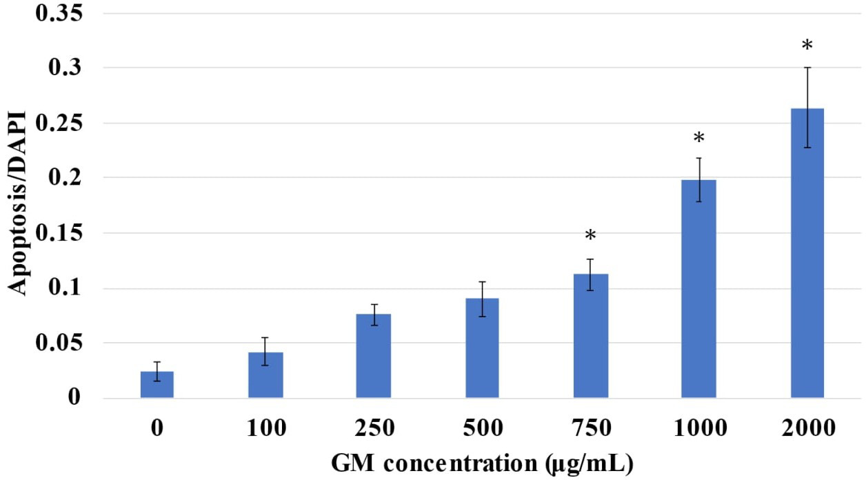 Fig. 3 
            Apoptosis rate. The ratio of green-stained nuclear fragments to 4',6-diamidino-2-phenylindole (DAPI)-stained cells was calculated for each of the four fields of view after 48 hours of gentamicin (GM) exposure. Each concentration is compared to 0 μg/ml. *p < 0.05 (Kruskal-Wallis test and Steel test).
          