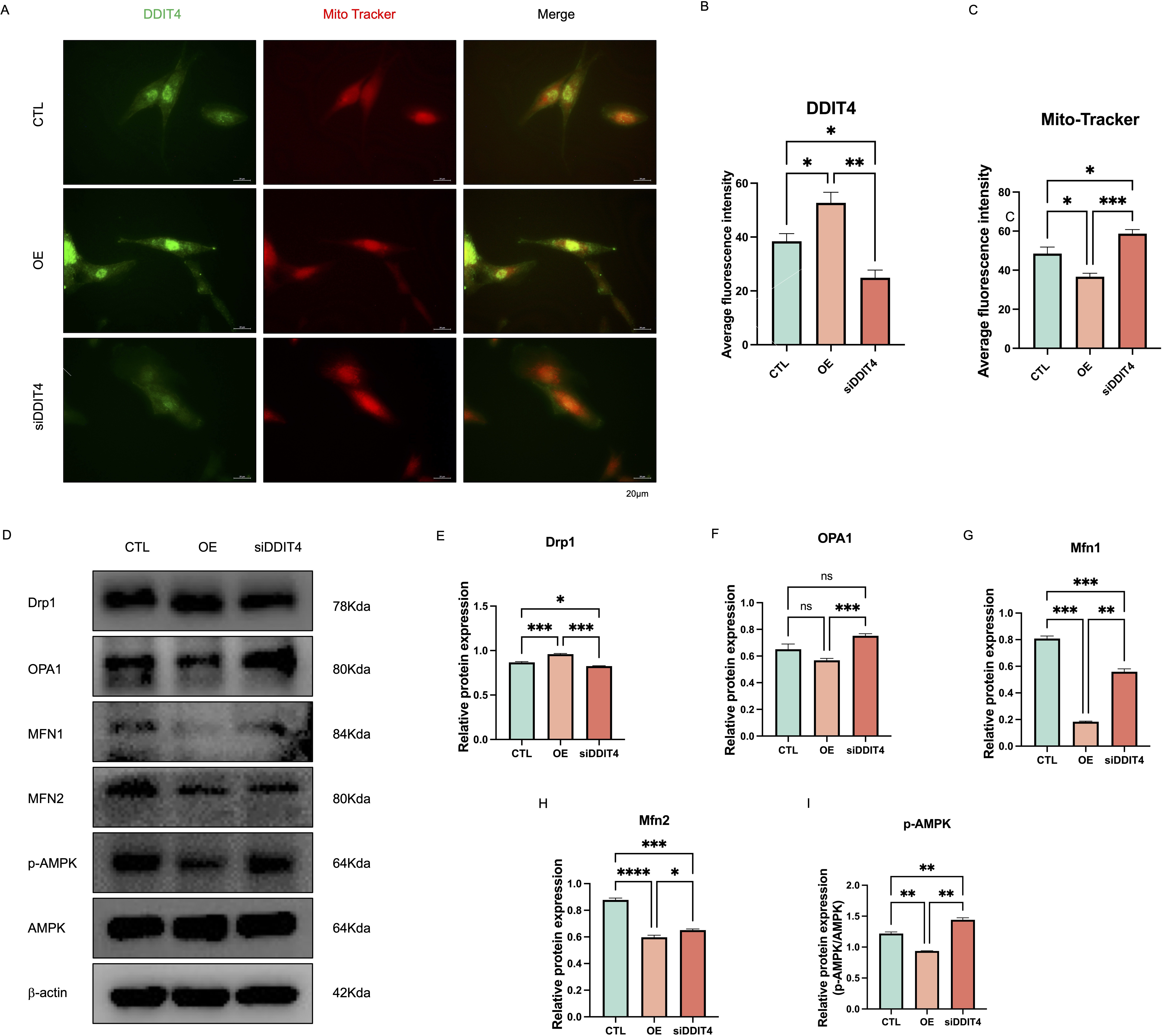 Fig. 4 
            DNA-damage-inducible transcript 4 (DDIT4) impairs mitochondrial function and promotes reactive oxygen species (ROS) generation nucleus pulposus cells (NPCs) in the control, overexpression, and knockdown groups were cultured for 24hours. a)Representative fluorescence images of DDIT4 (green) and MitoTracker (red) double staining for different degrees of aggregation; scale bars: 20μm. b) Quantitative analysis of DDIT4 fluorescence intensity. c) Quantitative analysis of MitoTracker fluorescence intensity. d) to i) Representative images of western blotting of DRP1, OPA1, MFN1, MFN2, and p-AMPK in the control, overexpression, and knockdown groups, with β-actin used as a control. Data are expressed as the mean and standard deviation of at least three independent experiments. Two-way analysis of variance was used for statistical analysis (ns, no statistical significance; *p < 0.05; **p < 0.01; ***p < 0.001; ****p < 0.0001).
          