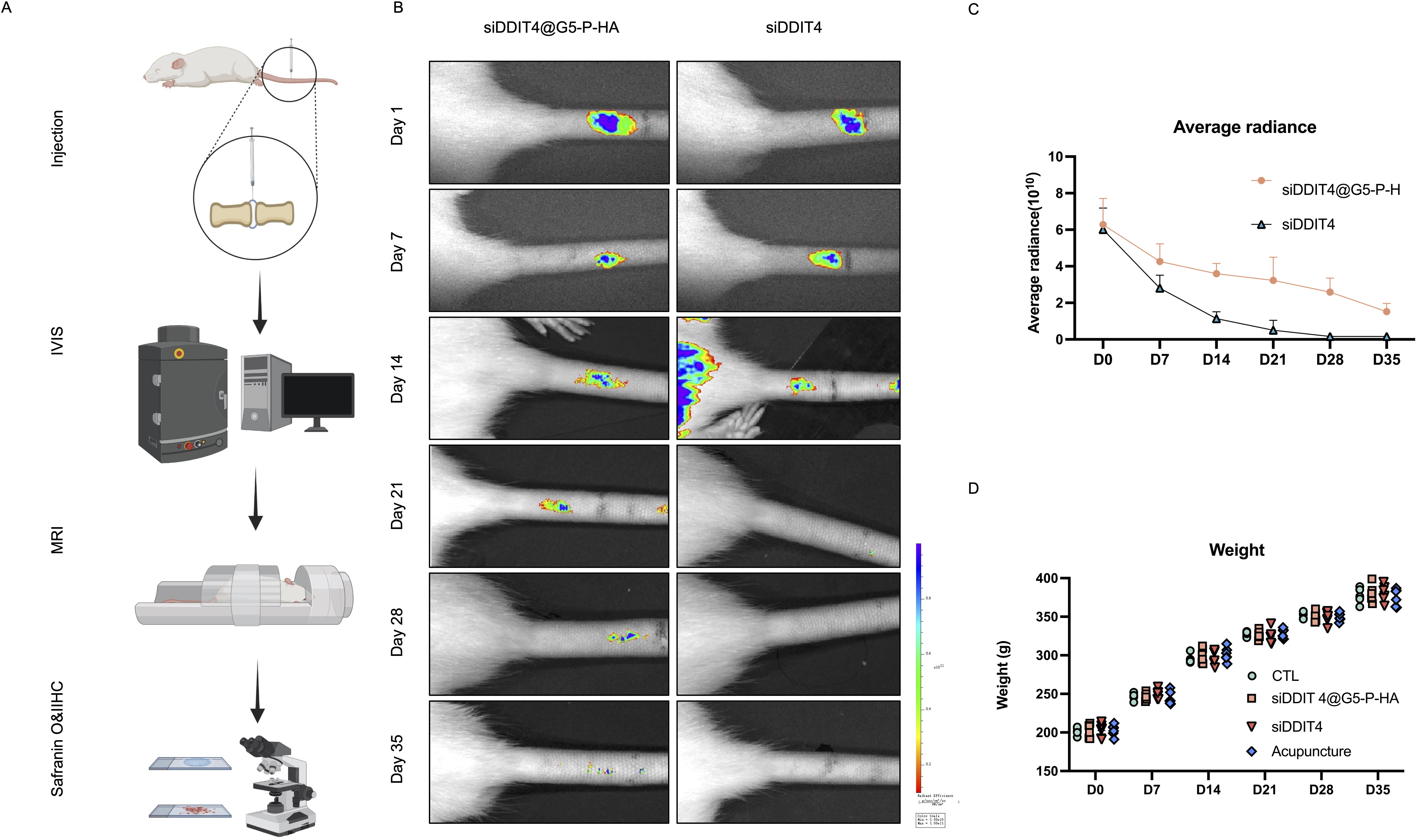 Fig. 7 
            siDDIT4@G5-P-HA delays the progression of intervertebral disc degeneration (IVDD) in rat models of acupuncture-induced IVDD. a) Overview of animal experimental procedures. b) Representative images of in vivo imaging of rats from day 0 to day 35 after cy3-siDDIT4@G5-P-HA and cy3-siDDIT4 injection (n = 6). c) Quantification of cy3-siDDIT4 using in vivo imaging system (IVIS). d) Body weight of rats in the control, cy3-siDDIT4@G5-P-HA, cy3-siDDIT4, and acupuncture groups (n = 6).
          