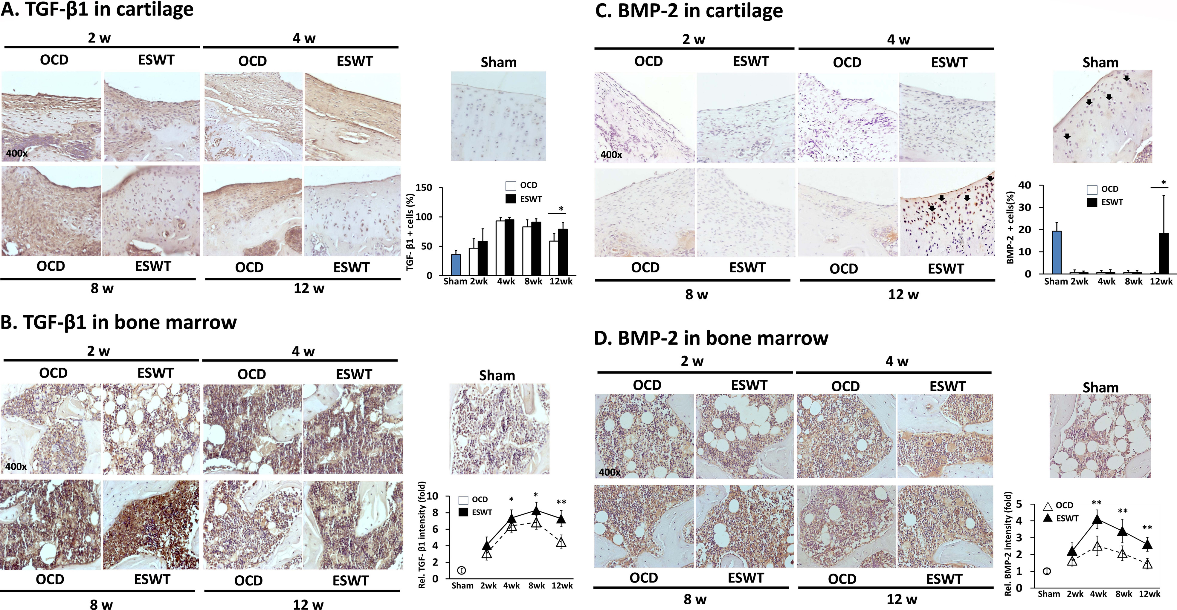 Fig. 4 
            The expression profiles of transforming growth factor (TGF)-β and bone morphogenetic protein (BMP)-2 in cartilage and in bone marrow of Sham, osteochondral defect (OCD), and extracorporeal shockwave therapy (ESWT) groups at the various time intervals. The histological section images show a) TGF-β in the cartilage; b) TGF-β in the bone marrow; c) BMP-2 in the cartilage; and d) BMP-2 in the bone marrow. All the images are presented at 400× magnification. In addition, the immunohistochemical stains are quantified as percentage of positive cells in the panels. *p < 0.05 and **p < 0.01 compared between the OCD and ESWT groups (two-tailed paired t-test).
          