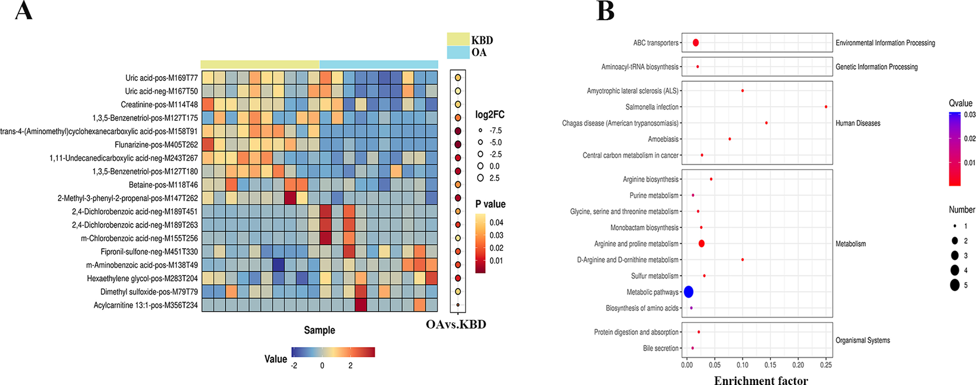 Fig. 3 
            Classification of differential metabolites and pathways enriched between Kashin-Beck disease (KBD) and osteoarthritis (OA). a) Heat map of 18 differentially accumulating second-level metabolite cluster analyses between KBD and OA. Differential metabolites were defined as metabolites with fold change ≥ 1.2 or ≤ 0.83 in KBD compared with OA. A threshold of variable importance in projection (VIP) > 1.0 was used to separate differential metabolites from non-significantly differential metabolites. b) Kyoto Encyclopedia of Genes and Genomes (KEGG) enrichment bubble plot of second-level metabolites. All p-values in a) were calculated using independent-samples t-test.
          