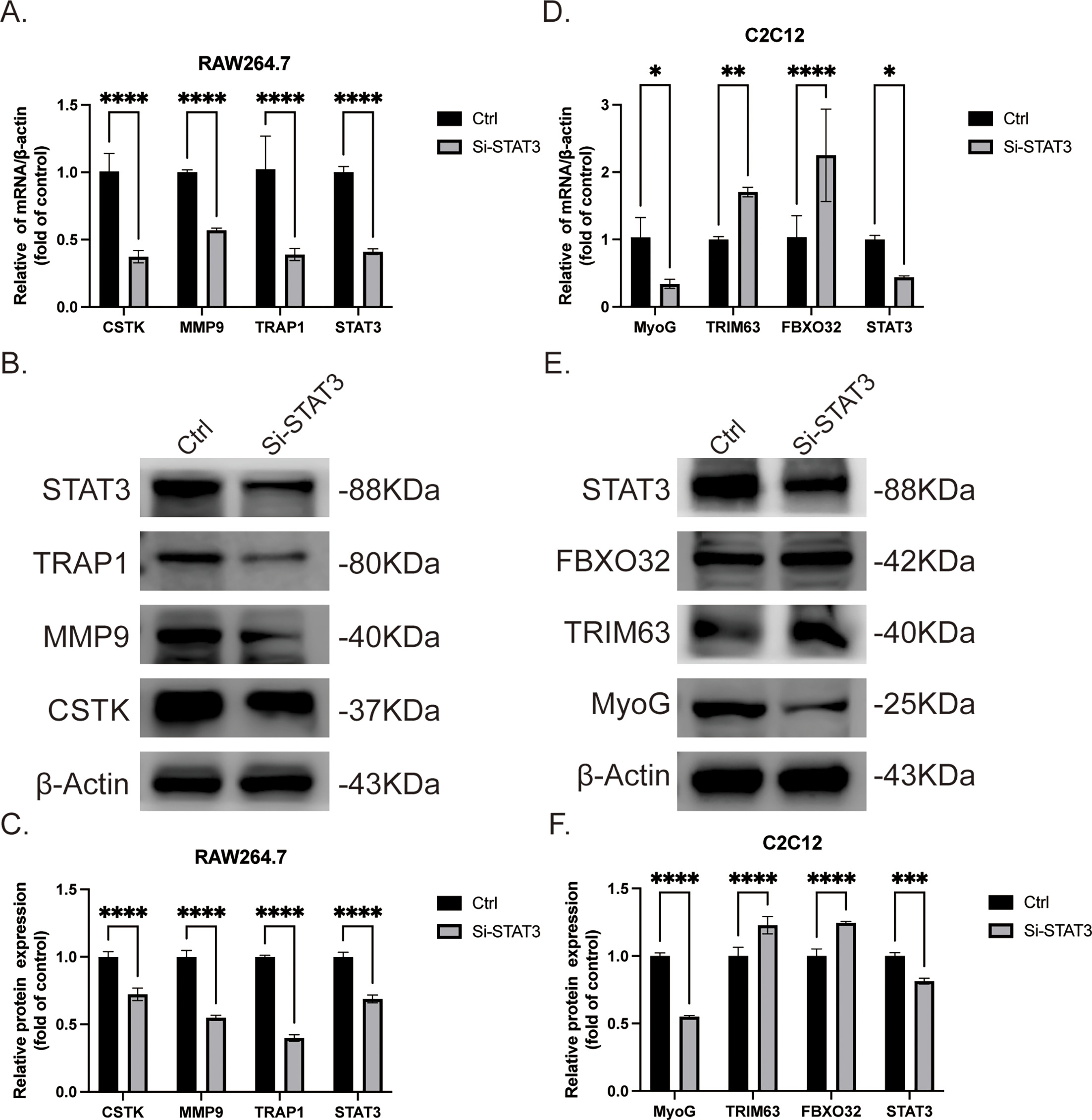 Fig. 7 
            RAW264.7 osteoclast progenitor cells and C2C12 myoblasts were transfected with signal transducer and activator of transcription 3 (STAT3) small interfering RNA (siRNA). a) The expression of STAT3 and matrix metalloproteinase-9 (MMP9) was determined by reverse transcription-quantitative polymerase chain reaction (RT-qPCR). STAT3 messenger RNA (mRNA) in the treatment group was significantly decreased by siRNA, and MMP9 mRNA was also significantly lower than that in the control group. b) Western blot expressing protein in osteoclast progenitor cells. After 48 hours of siRNA silencing, the expression of STAT3 and MMP9 was significantly decreased. c) The gray value of western blot of osteoclast precursor cells was statistically analyzed. d) The expression of STAT3 and TRIM63 was determined by RT-qPCR. In the treatment group, STAT3 mRNA was significantly decreased by siRNA, while MMP9 mRNA was significantly higher than that in the control group. e) Western blot expressing proteins in myoblasts. After 48 hours of siRNA silencing, the expression of STAT3 was significantly decreased and the expression of Trim63 was significantly increased. f) The western blot gray values of myoblasts were statistically analyzed. **p < 0.01, ***p < 0.001, ****p < 0.0001 (Šídák’s multiple comparisons test). The number of samples in each set of experimental data is 3. CSTK, cytokine suppressive anti-inflammatory kinase; Ctrl, control; FBXO32, F-box only protein 32; MyoG, myogenin; STAT3, signal transducer and activator of transcription 3; si-STAT3, small interfering RNA targeting STAT3; TNF, tumour necrosis factor, TRAP1, TNF receptor-associated protein 1; TRIM63, tripartite motif containing 63.
          