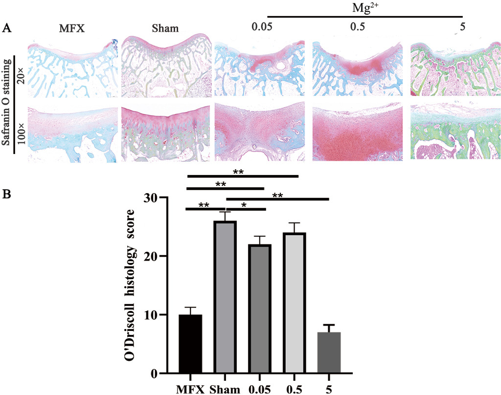 Fig. 3 
          Safranin O staining at six weeks after microfracture (MFX). a) Safranin O staining. b) O’Driscoll histology score. Asterisks indicate statistical significance (MFX vs Sham, p < 0.001; MFX vs 0.05, p < 0.001; MFX vs 0.5, p < 0.001; MFX vs 5, p = 0.179; Sham vs 0.05, p = 0.044; Sham vs 0.5, p = 0.582; Sham vs 5, p < 0.001. All p-values were calculated using independent one-way analysis of variance. *p < 0.05, **p < 0.01). Scale bar = 500 µm (20×); scale bar = 100 µm (100×); n = 6 rabbits per group.
        