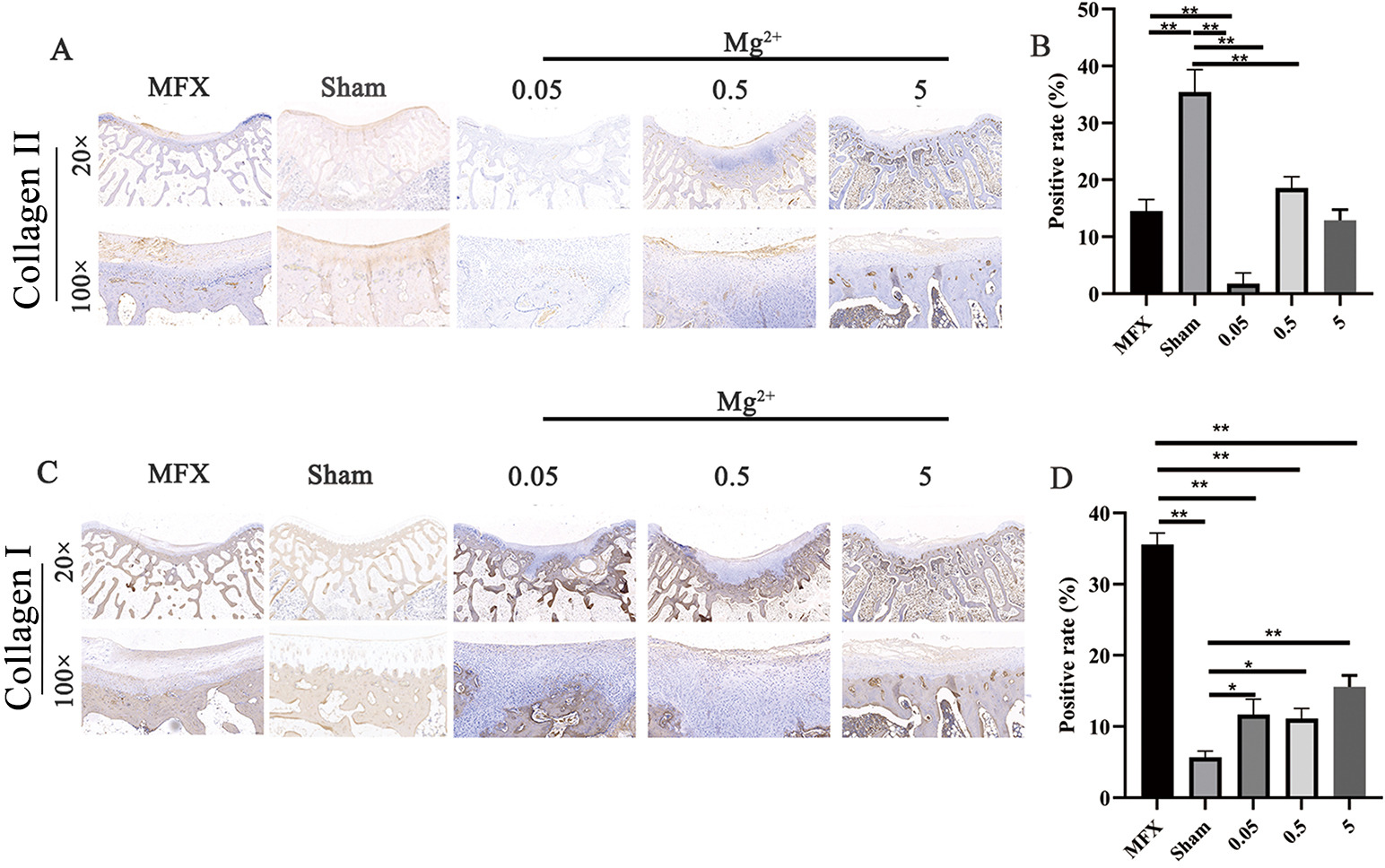 Fig. 4 
          a) and b) Collagen II and c) and d) collagen I staining at six weeks after microfracture (MFX), indicated by brown colour. Asterisks indicate statistical significance (collagen II: MFX vs Sham, p < 0.001; MFX vs 0.05, p < 0.001; MFX vs 0.5, p = 0.411; MFX vs 5, p = 0.980; Sham vs 0.05, p < 0.001; Sham vs 0.5, p < 0.001; Sham vs 5, p < 0.001; collagen I: MFX vs Sham, p < 0.001; MFX vs 0.05, p < 0.001; MFX vs 0.5, p < 0.001; MFX vs 5, p < 0.001; Sham vs 0.05, p = 0.011; Sham vs 0.5, p = 0.012; Sham vs 5, p < 0.001. All p-values were calculated using independent one-way analysis of variance. *p < 0.05, **p < 0.01); Scale bar = 500 µm (20×). Scale bar = 100 µm (100×); n = 6 rabbits per group.
        