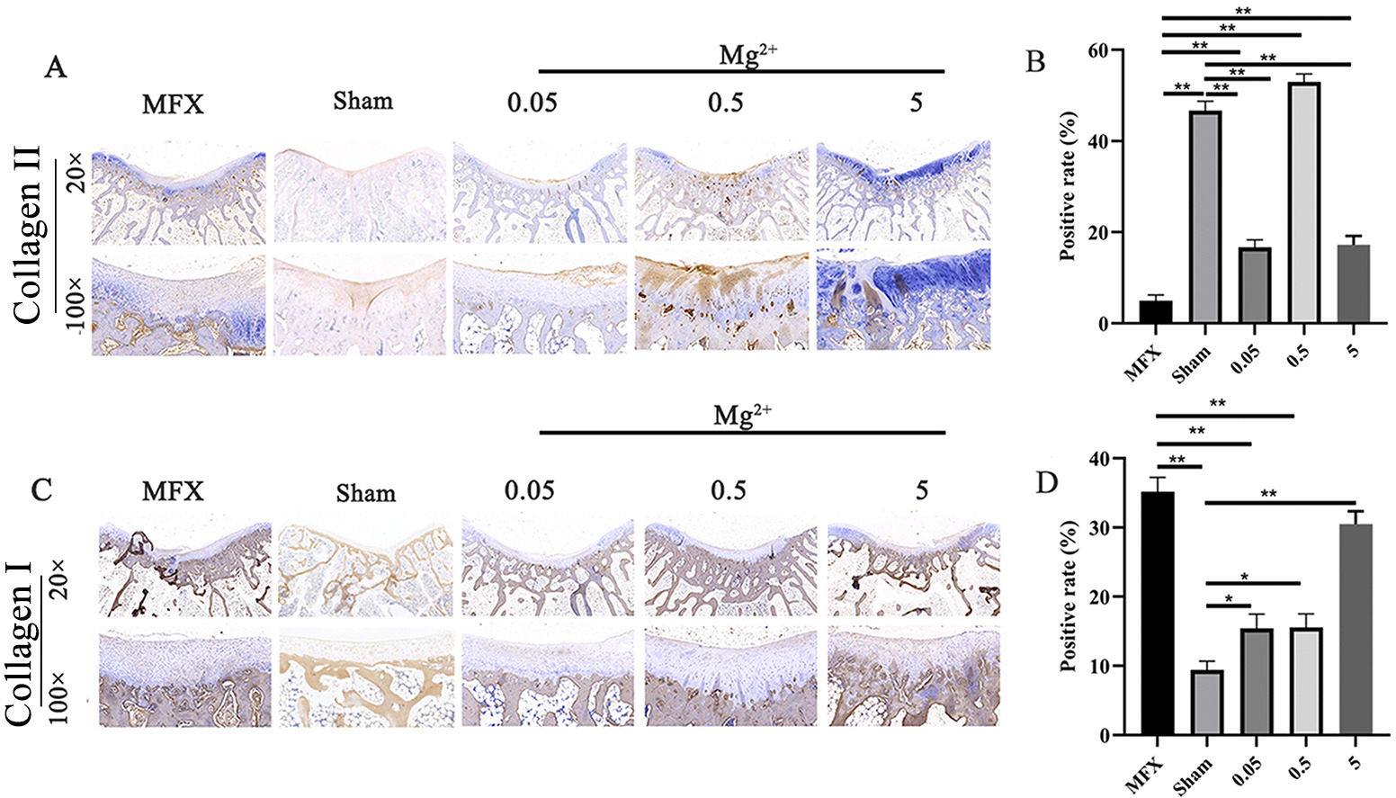 Fig. 8 
          Immunohistochemistry of a) and b) collagen II and c) and d) collagen I 12 weeks after microfracture (MFX). The brown colour indicates the presence of collagen I and collagen II. Asterisks indicate statistical significance (collagen II: MFX vs Sham, p < 0.001; MFX vs 0.05, p < 0.001; MFX vs 0.5, p < 0.001; MFX vs 5, p < 0.001; Sham vs 0.05, p < 0.001; Sham vs 0.5, p = 0.009; Sham vs 5, p < 0.001; collagen I: MFX vs Sham, p < 0.001; MFX vs 0.05, p < 0.001; MFX vs 0.5, p < 0.001; MFX vs 5, p = 0.080; Sham vs 0.05, p = 0.019; Sham vs 0.5, p = 0.017; Sham vs 5, p < 0.001. All p-values were calculated using independent one-way analysis of variance. *p < 0.05, **p < 0.01). Scale bar = 500 µm (20×); scale bar = 100 µm (100×); n = 6 rabbits per group. Each staining photograph represents the results of one rabbit from each group.
        