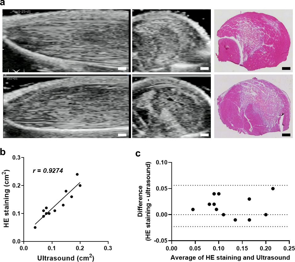 Fig. 3 
            Quantitative comparison between ultrasound and histological measurements of muscle injury area. a) Typical ultrasound images and cross-sectional haematoxylin and eosin (HE) staining of tibialis anterior 24 hours after cardiotoxin (CTX) injection. b) The comparison of skeletal muscle injury areas measured in ultrasound and HE-stained images. c) Bland-Altman plot of the differences (y-axis) and means (x-axis) of the muscle injury areas measured by HE staining and ultrasound (n = 12). Scale bars = 1 mm.
          