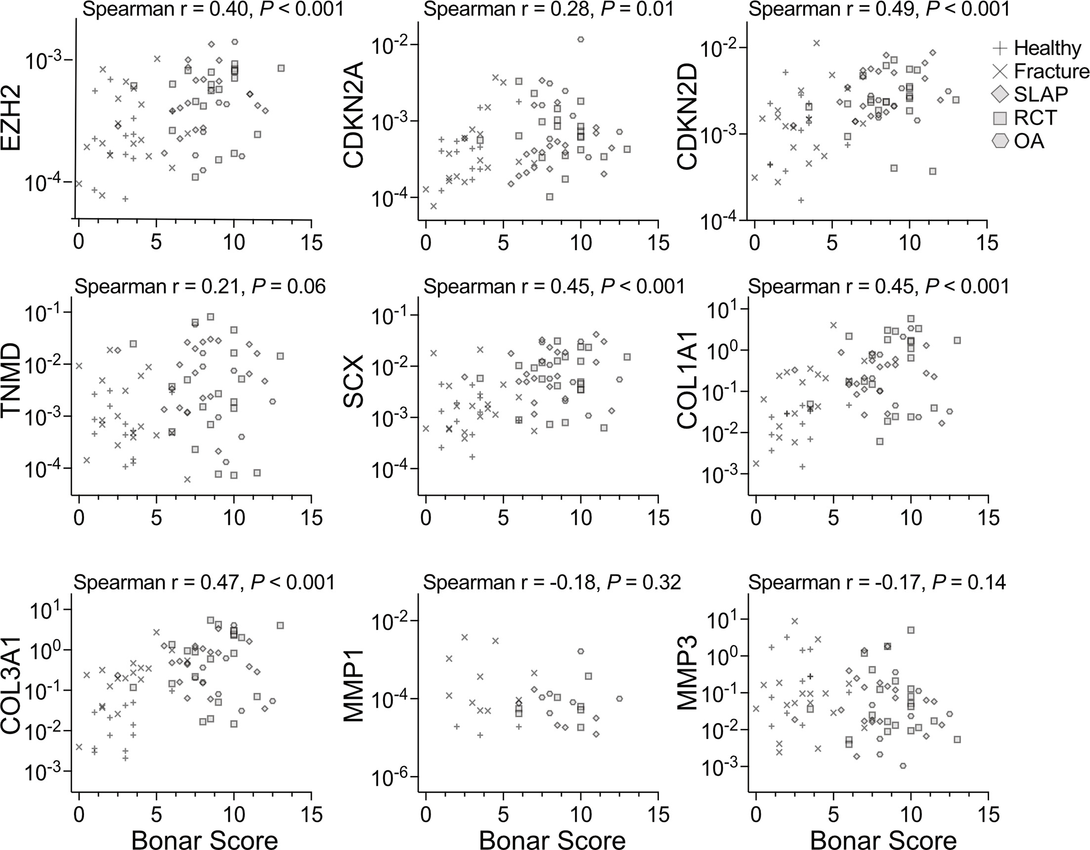 Fig. 3 
            Correlation of gene expression in native tendon biopsies to Modified Bonar score for all patient groups. Spearman’s test with corresponding p-value is indicated in each graph. COL1A1, collagen type I alpha 1 chain; EZH2, Enhancer of Zeste 2; MMP1, matrix metalloproteinase 1; OA, osteoarthritis; RCT, rotator cuff tear; SLAP, superior labrum anterior to posterior tear; TNMD, tenomodulin.
          