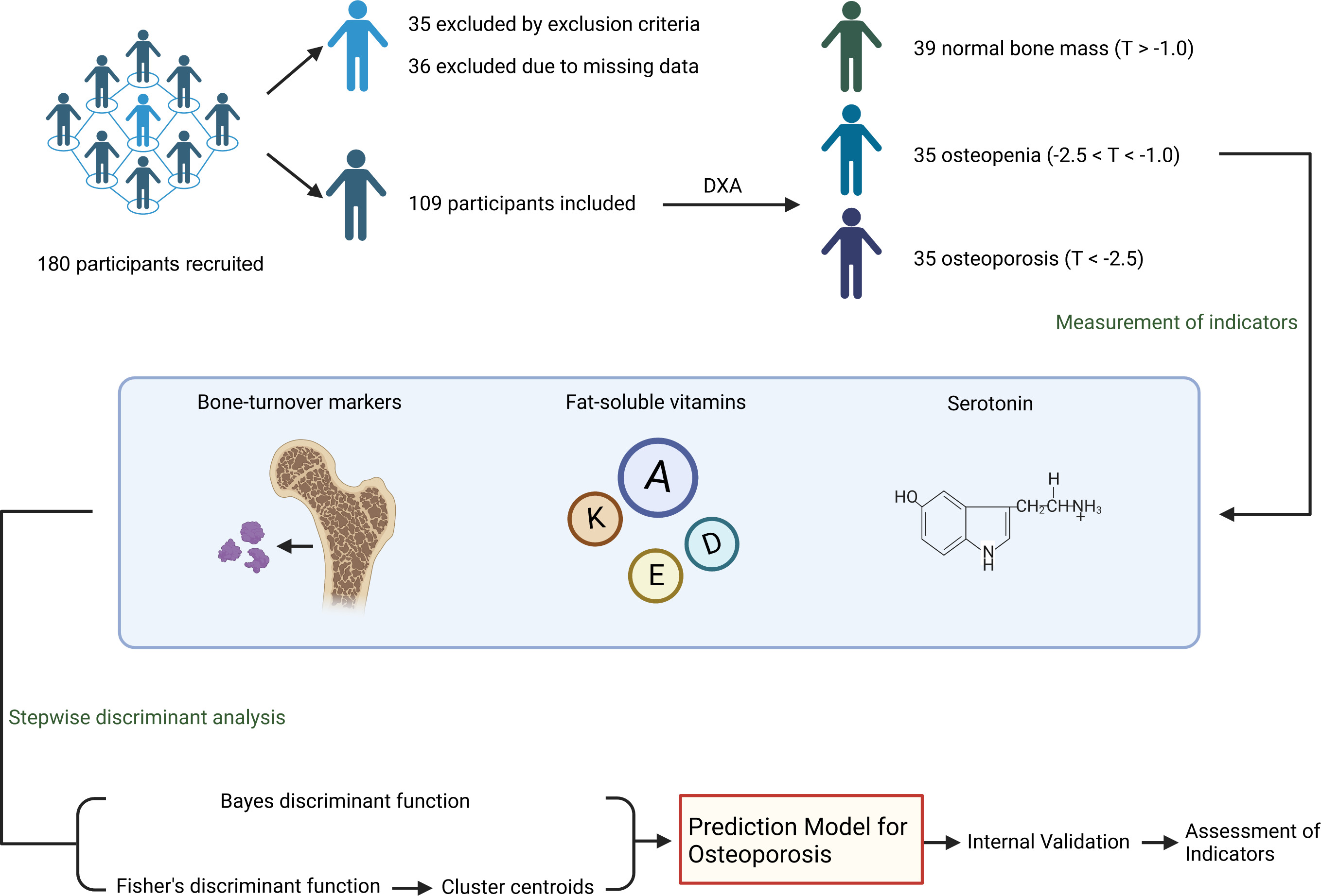 Fig. 1 
            Flow diagram of participant recruitment and data analysis. A total of 180 participants were recruited, with 71 excluded due to missing data and exclusion criteria. Participants included in this study were divided into three groups according to bone mineral density (BMD). Serum was collected for the measurement of serotonin, fat-soluble vitamins, and bone turnover markers. Methods for model development and validation are displayed in the following step. DXA, dual energy x-ray absorptiometry.
          