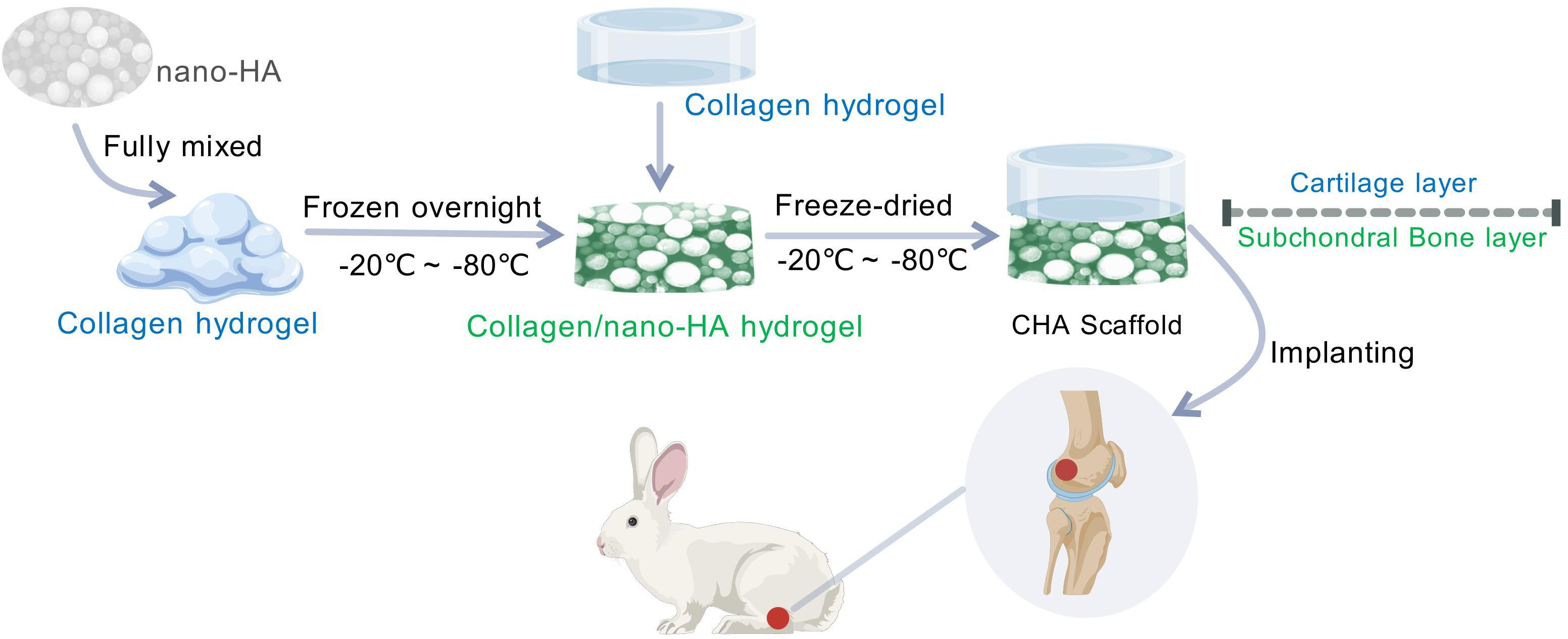 Fig. 1 
            Preparation diagram of collagen nanohydroxyapatite (CHA) scaffold. The collagen obtained was mixed with hydroxyapatite (HA) and gradient frozen overnight, then collagen solution was added to the frozen material, which continued de-gradient freezing and was dried in a vacuum freeze dryer.
          