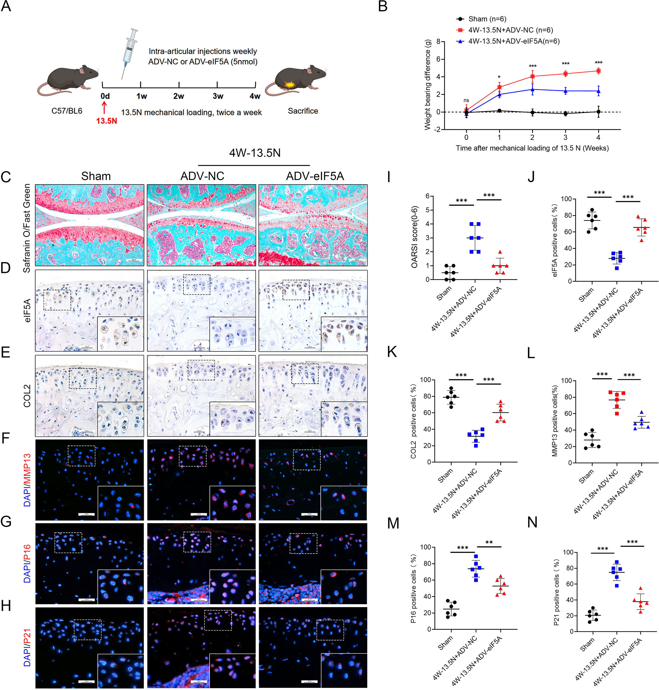 Fig. 4 
            Intra-articular injection of eukaryotic translation initiation factor 5A (eIF5A) partially relieved the progression of 13.5 N overload-induced osteoarthritis (OA). a) Protocol for intra-articular injection of ADV-NC or ADV-eIF5A in mice after stimulation with an excessive mechanical load of 13.5 N (13.5 N model). b) Analysis of weekly weightbearing asymmetry in mice. c) Safranin O/Fast Green staining of knee cartilage from control, 13.5 N, and post-13.5 N eIF5A adenovirus injected mice. Scale bar: 100 µm. d) and e) Immunohistochemistry (IHC) staining of eIF5A and type II collagen (COL2) in knee cartilage of control, 13.5 N group, and post-13.5 N eIF5A adenovirus-injected mice. Scale bar: 50 µm. f) to h) Immunofluorescence (IF) staining for matrix metalloproteinase (MMP13), P16, and P21 in knee cartilage of control, 13.5 N group, and post-13.5 N eIF5A adenovirus-injected mice. Scale bar: 50 µm. i) to n) Quantitative analysis of the Osteoarthritis Research Society International (OARSI) scoring scale in mice in Fig. 4a and the number of positive particles in Fig. 4d to 4h of articular cartilage; n = 6 per group. One-way analysis of variance was used for statistical analyses (*p < 0.05, **p < 0.01, ***p < 0.001). ADV, adenovirus; NC, negative control; ns, not significant.
          