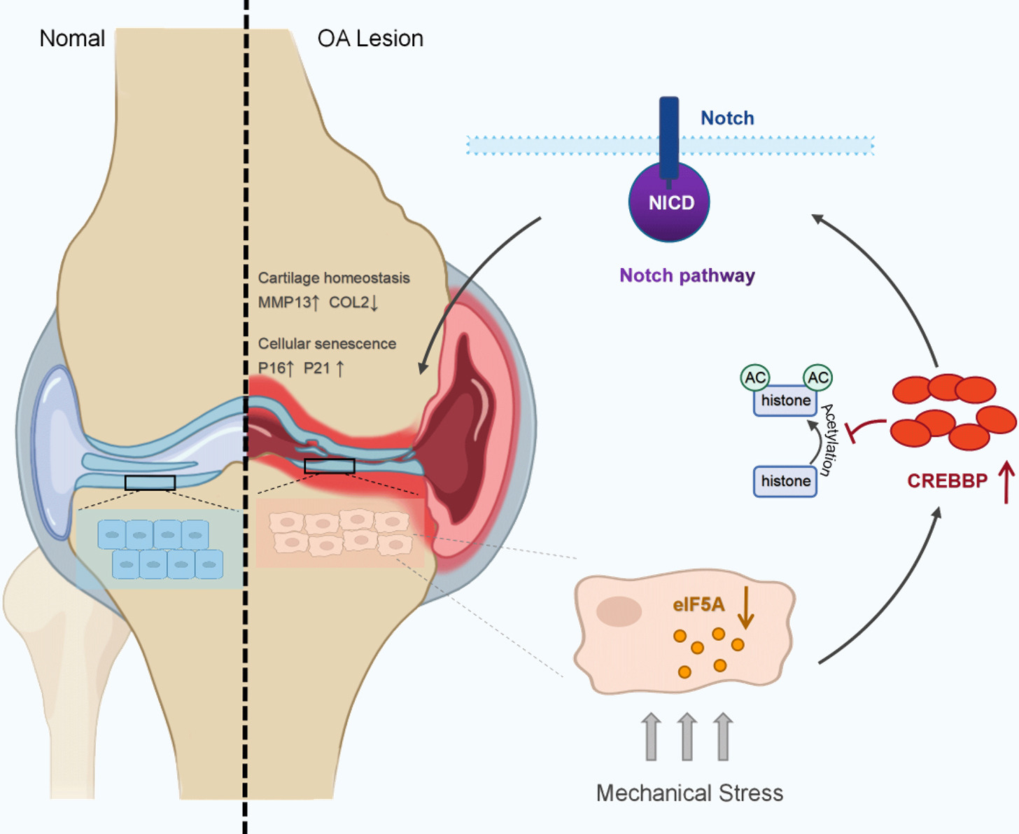 Fig. 7 
          Model of the specific mechanisms by which eukaryotic translation initiation factor 5A (eIF5A) regulates chondrocyte homeostasis under mechanical loading. Excessive mechanical loading leads to downregulation of eIF5A expression in chondrocytes and affects the Notch pathway via cyclic-adenosine monophosphate (AMP) response element binding protein (CREB)-binding protein (CREBBP), thereby promoting chondrocyte catabolism and senescence and accelerating osteoarthritis (OA) progression. AC, acetylation; NICD, Notch intracellular domain.
        