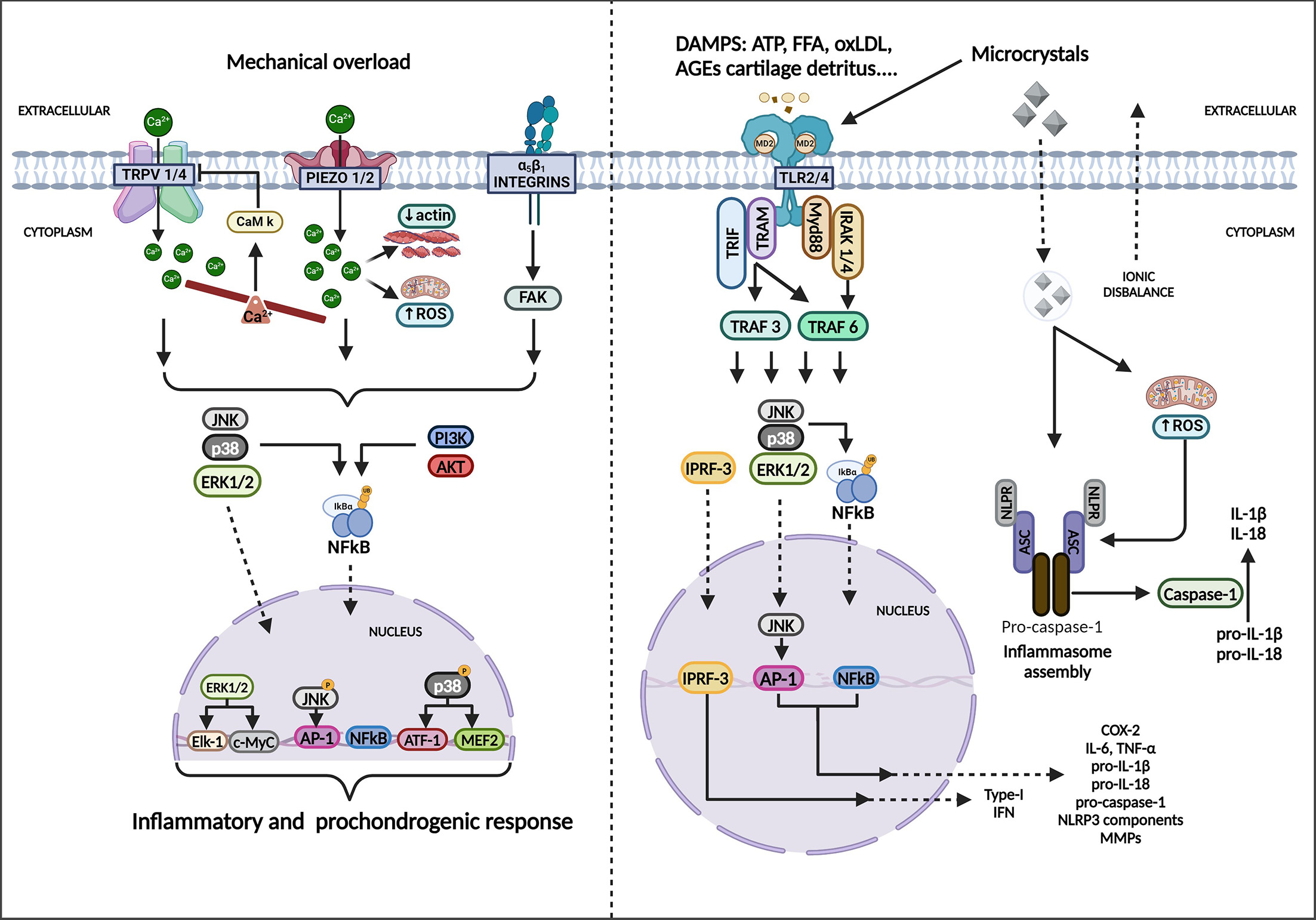 Fig. 1 
          Cellular mechanisms activating the innate immune response in osteoarthritic chondrocytes. Both direct mechanical overload and the presence of various damage-associated molecular patterns (DAMPs) can activate a pro-inflammatory and prochondrogenic response in osteoarthritic chondrocytes. Physical signals are detected and transduced by different cellular mechanisms, particularly integrins and ion channels involved in Ca2+ influx, such as Piezo1/2 and the transient receptor potential vanilloid (TRPV) subfamily. TRPV1/4 and Piezo1/2 channels are opened in response to mechanical overload, leading to a large influx of Ca2+ into the cytoplasm. Integrins act as mechanoreceptors through their interaction with the extracellular matrix (ECM), disrupting the cytoskeleton and activating the phosphorylation of focal adhesion kinases (FAKs). Dysregulation of the mitogen-activated protein kinase (MAPK) and phosphatidylinositol-4,5-bisphosphate 3-kinase (PI3K/AKT) pathways is ultimately responsible for activating pro-inflammatory and prochondrogenic pathways in osteoarthritis (OA) chondrocytes through the modulation of various nuclear factors. At the same time, direct activation of TLR2/4 receptors, which are overexpressed in OA chondrocytes, along with the assembly of the NOD-like receptor pyrin domain-containing-3 (NLRP3) inflammasome by microcrystals and other DAMPs, also activates pro-inflammatory mediators. All these mechanisms dysregulate MAPK, leading to the activation of nuclear factors such as NFκB, which increases the release of tissue-damaging enzymes and pro-inflammatory cytokines. AGEs, advanced glycation end products; AKT, protein kinase B; AP-1, activator protein-1; ASC, apoptosis-associated Speck-like protein; CaM K, calcium/calmodulin-dependent protein kinase; COX-2, cyclooxygenase-2; ERK, extracellular signal-regulated kinase; FFA, free fatty acid; IL, interleukin; IκBα, inhibitor of kappa B; IRAK, interleukin-1 receptor-associated kinase; JNK, c-Jun N-terminal Kinase; oxLDL, oxidized low-density lipoprotein; ROS, reactive oxygen species; TLR, Toll-like receptors; TRAM, TRIF-related adaptor molecule; TRIF, TIR-domain-containing adapter-inducing interferon-β. Created with BioRender.com.
        